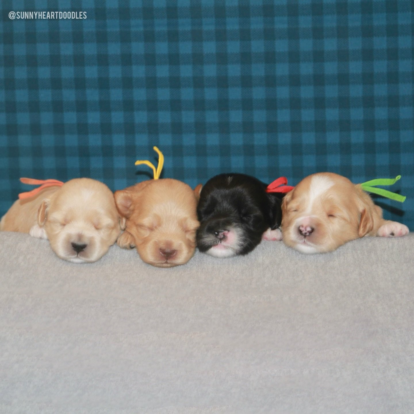 There is lots to report for our ⚾️❤️ #SHDLetsPlayBall litter. 🤗 These adorable baby bops are 2 weeks old today! Their eyes are starting to open and they&rsquo;re just starting to toddle. They got their 2 week worming protocol today and are finishing