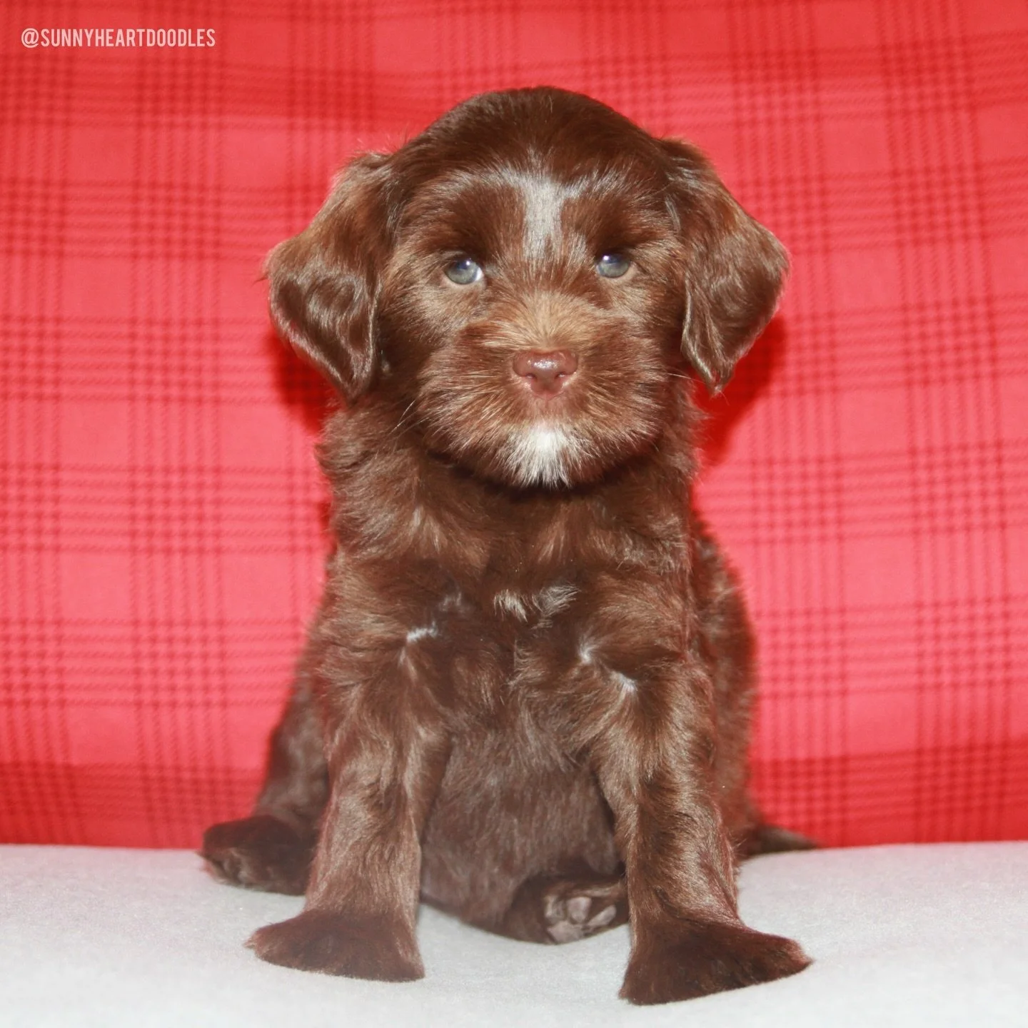 Where has the time gone?? The 🛷🩵 #SHDFreezinSeason litter is now 7 weeks old! 😲 Unbelievable!! They have a huge week coming up with their trait assessments, vet visits and MATCHING CALLS! In just a few days, their families are going to know which 