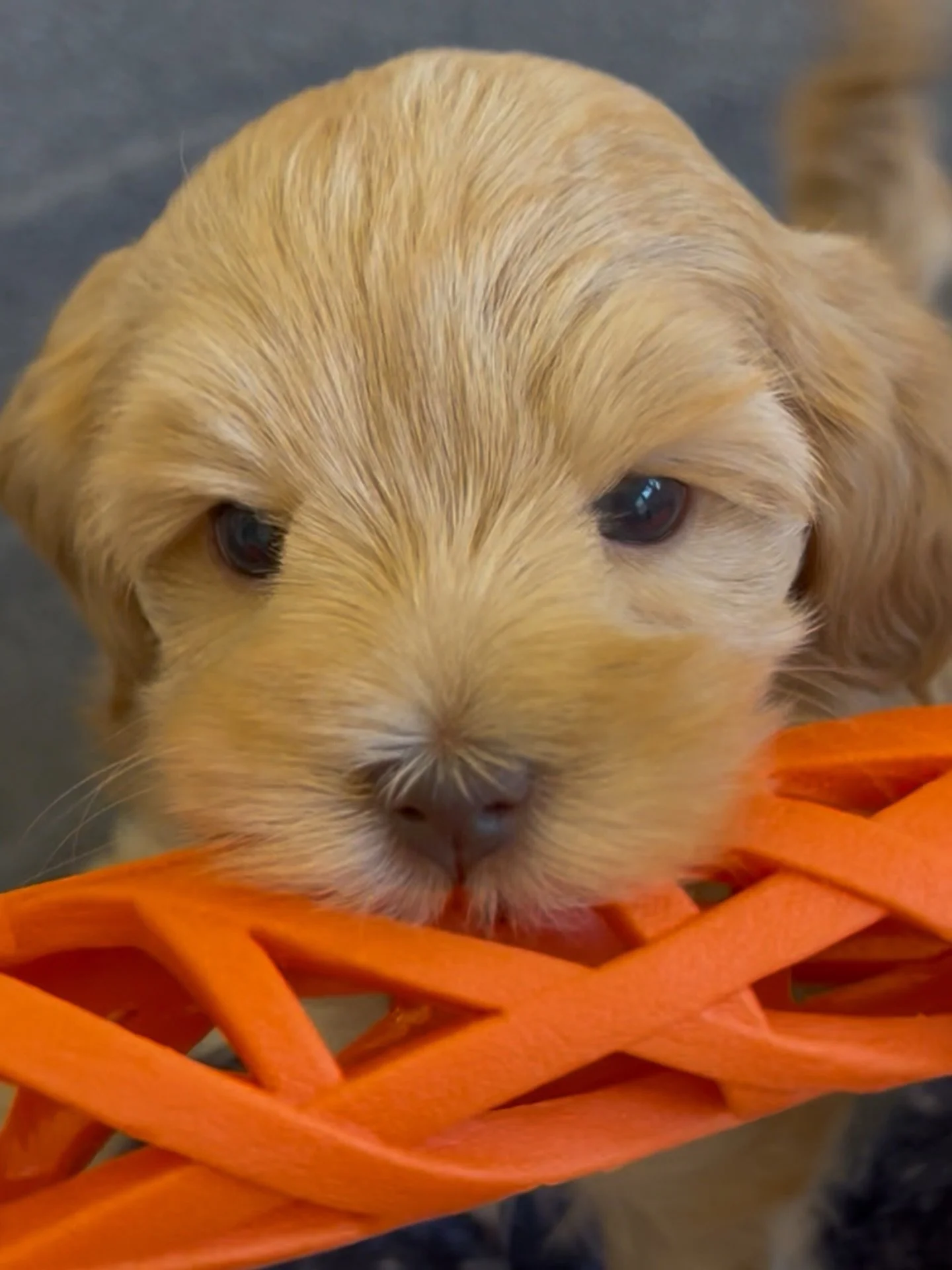 Snow, from our 🛷🩵 #SHDFreezinSeason litter, is showing us that if having a fun pup who loves human interaction is your idea of happiness then you need a Sunny Heart Australian Labradoodle puppy in your life asap! ➡️ https://www.sunnyheartdoodles.co