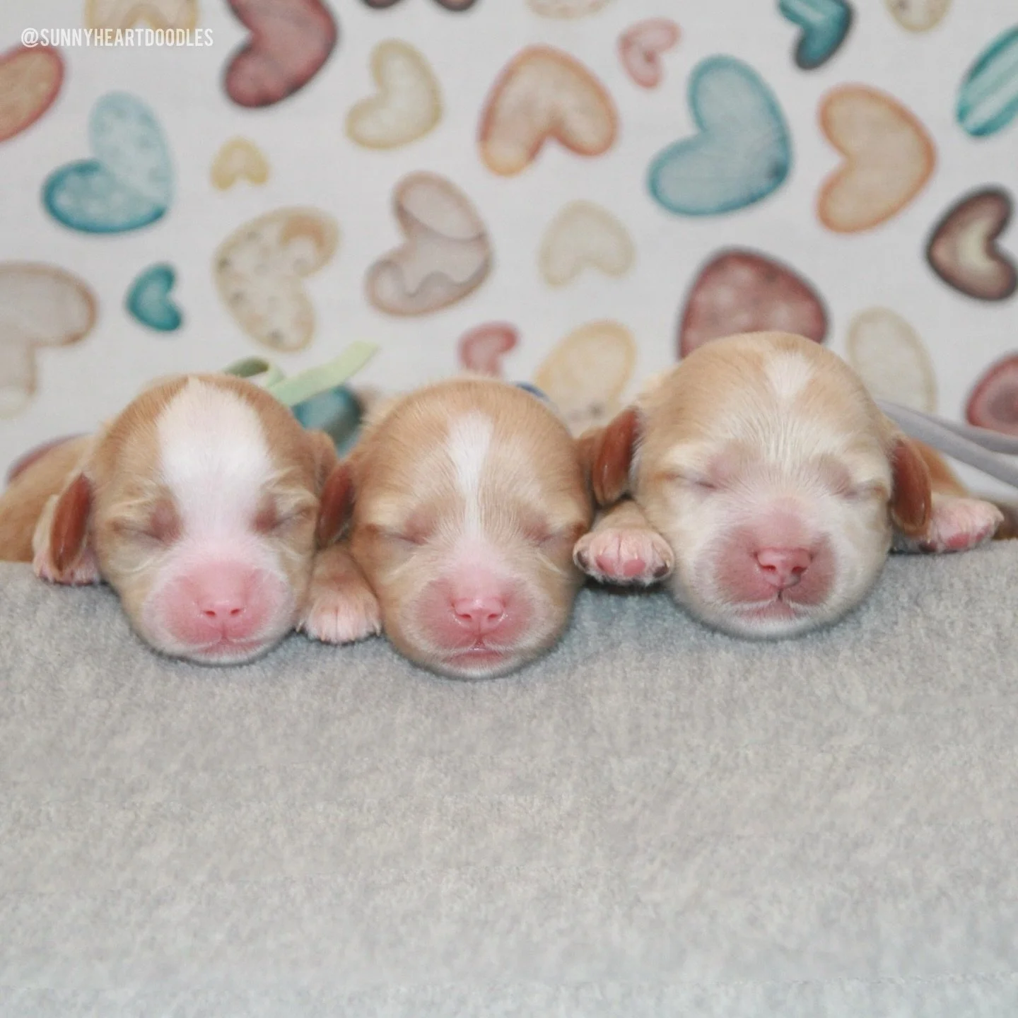 I&rsquo;m happy to announce the individual names for our Un-BEAR-ably Cute mini Australian Labradoodle pups! 🐻❤️ From left to right, our bear cubs are named Panda (🩷), Grizzly (💙) and Polar (💙). Rellie is a chill, loving mama! After going out to 