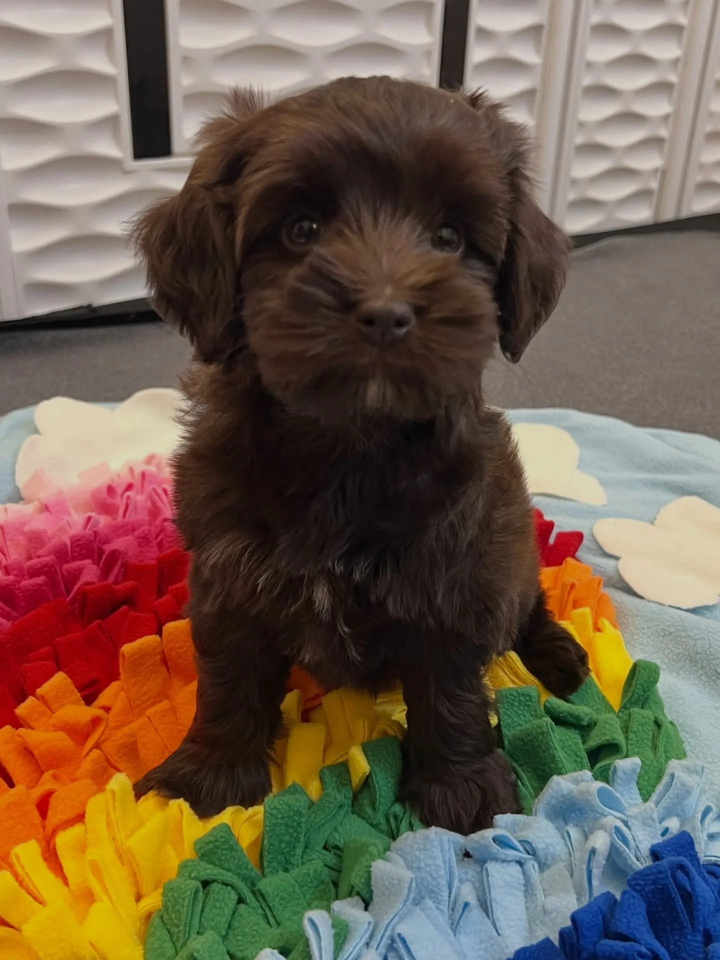Frosty, from our 🛷🩵 #SHDFreezinSeason litter, is serving puppy perfection on a 🌈 rainbow of happiness (a snuffle mat that we use for nosework and enrichment)! ☀️❤️ #sunnyheartdoodles