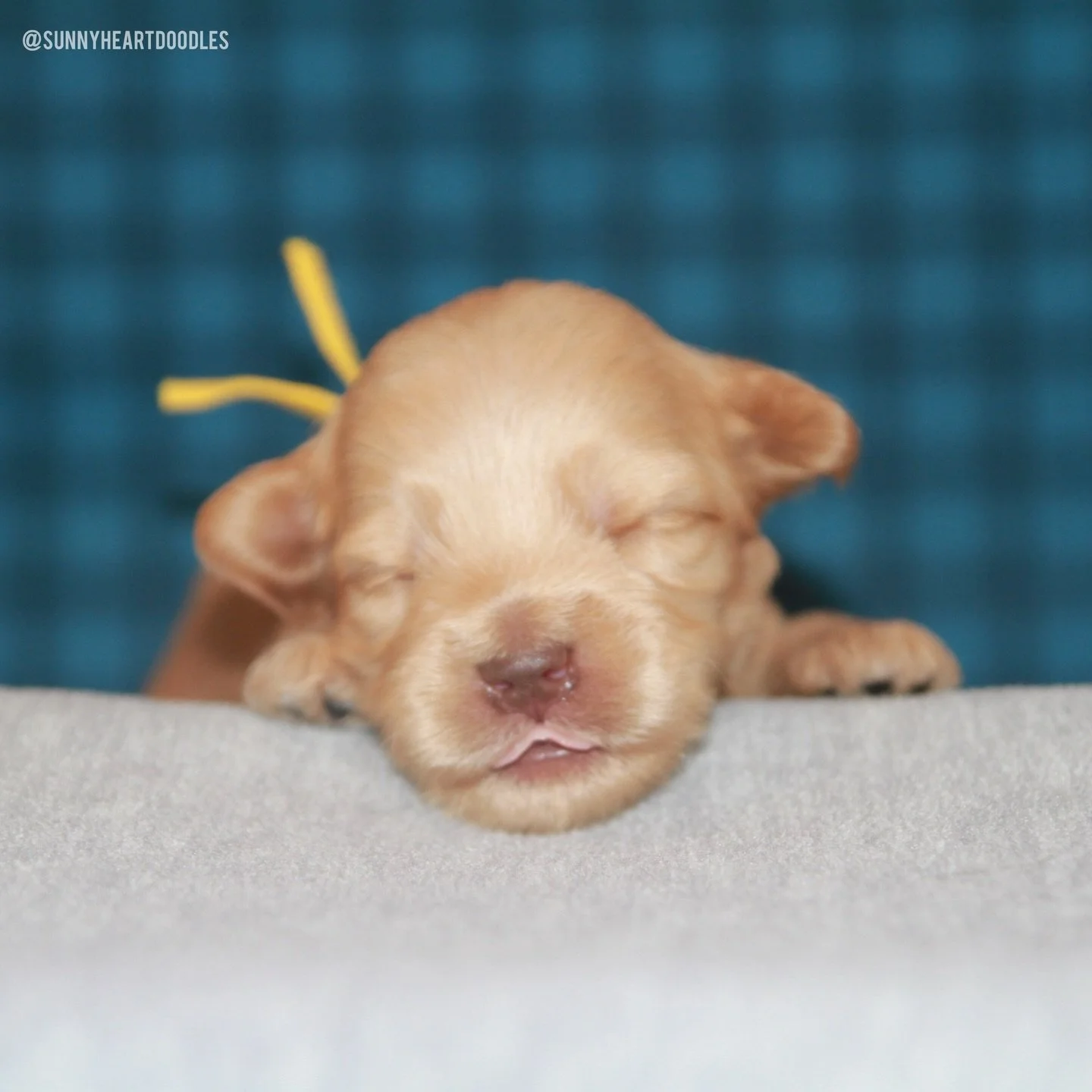 Look 👀 at these darling baseball babies! ⚾️ Slugger, Strike, Umpire and Diamond (📸 order of appearance) from our ⚾️❤️ #SHDLetsPlayBall litter are hitting home runs with all their milestones! Eyes are open. They&rsquo;re starting to toddle (quickly!