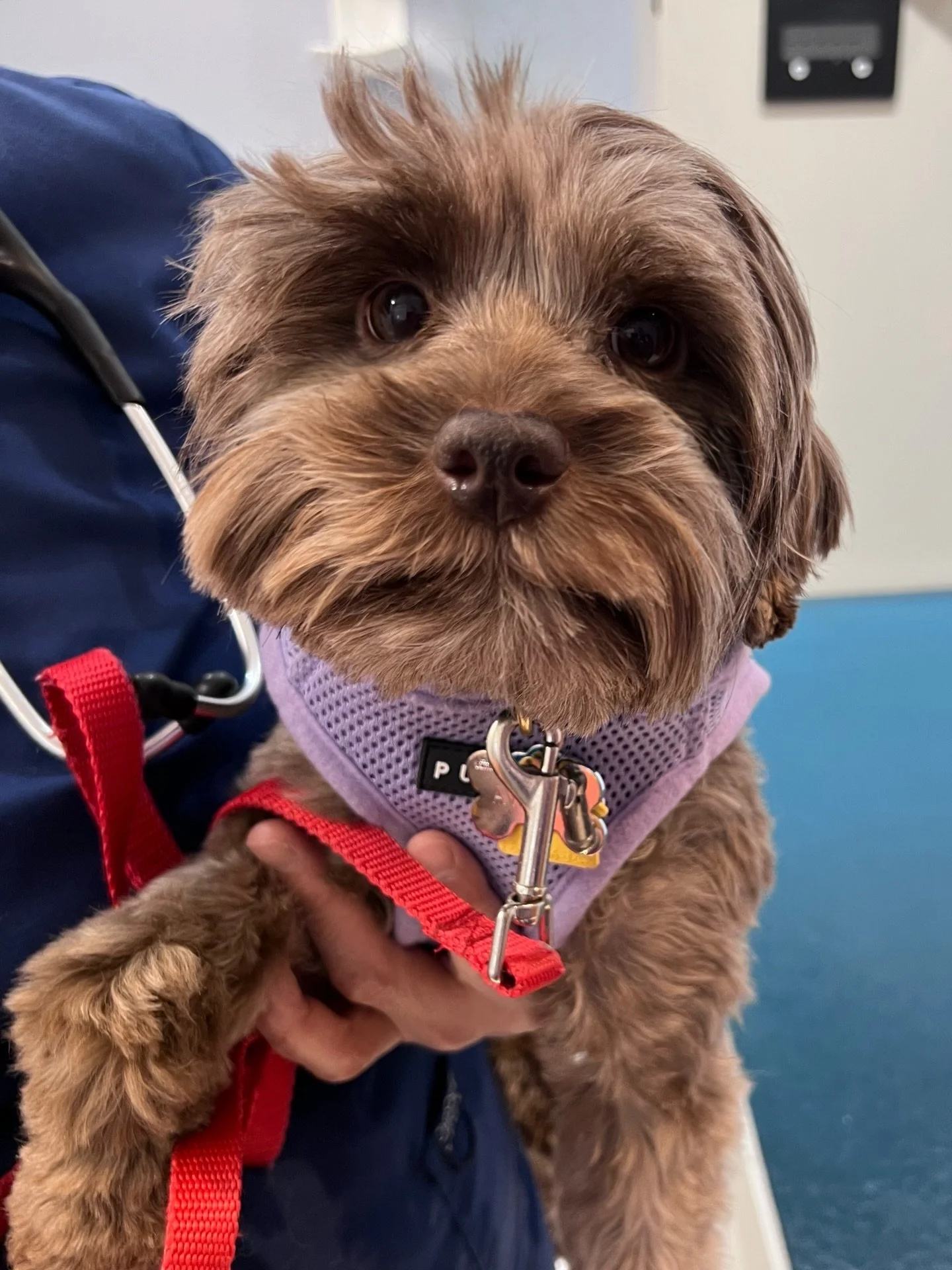 What a WILD day!! Avalon&rsquo;s 🛷🩵 #SHDFreezinSeason babies had their 7-week vet visit today (more on that later). Mama Avalon unexpectedly came with us because&hellip;little miss went into heat yesterday! 😲 What?!&hellip;her puppies haven&rsquo;