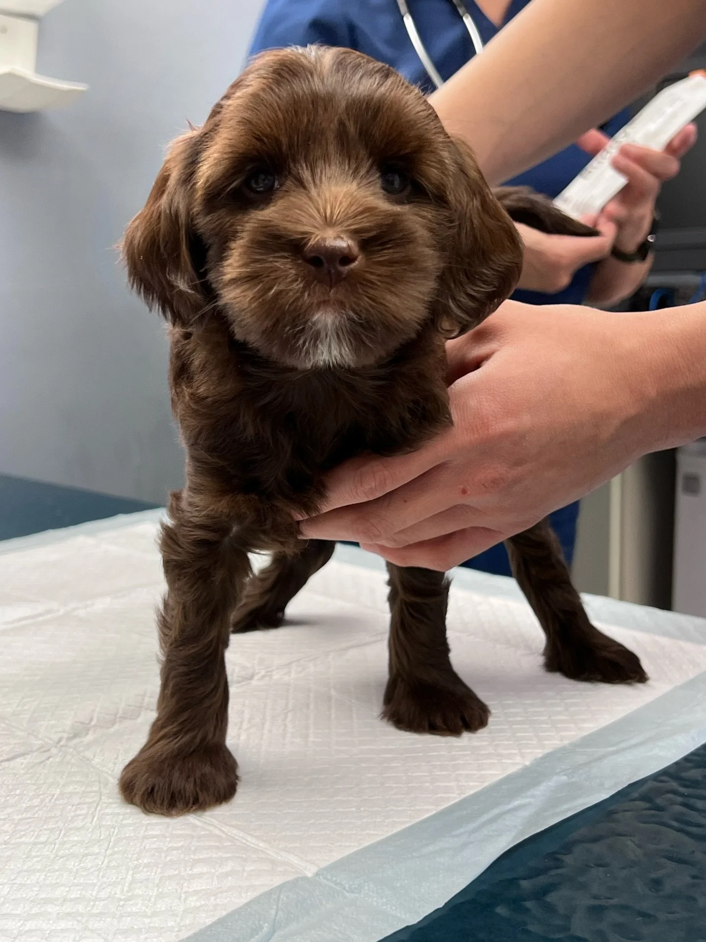 The 🛷🩵 #SHDFreezinSeason puppies had a wonderful vet visit today! 🌟 All 4 exams were PERFECT! The pups got a clean bill of health and did great during the appointment. They even pottied in the right spot before getting back into their carrier to c