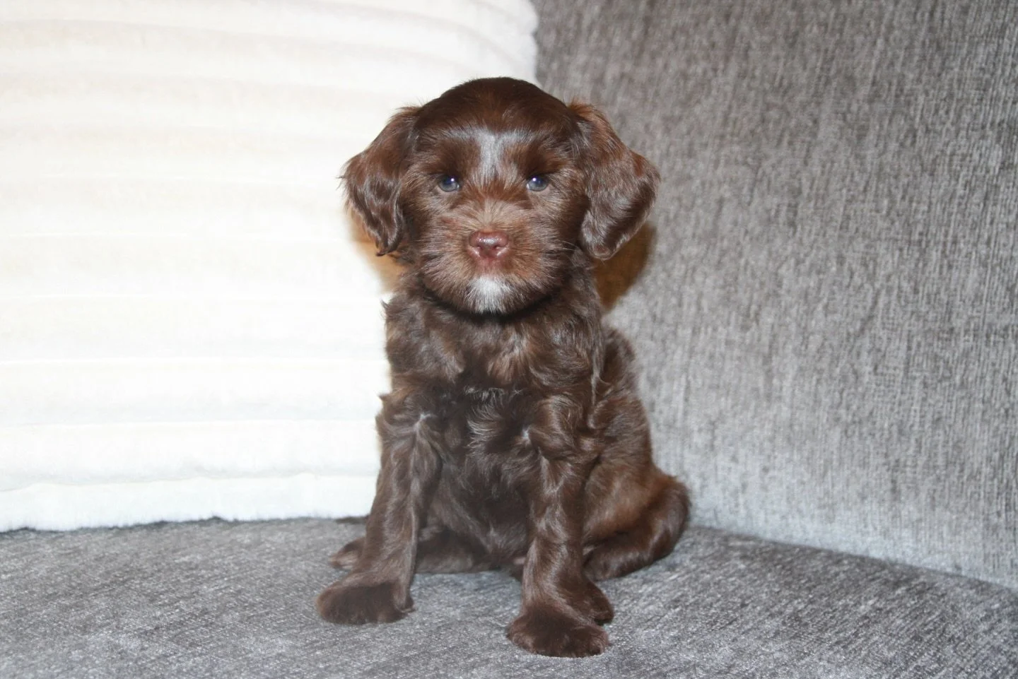 Attention NJ families! Do you live close by and want one of our mini Australian Labradoodle puppies?

Sunny Heart Doodles is seeking guardian homes, including one for this sweet girl, Mittens from our 🛷🩵 Freezin&rsquo; Season litter! A guardian fam