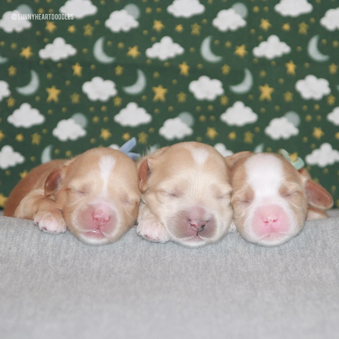 My heart is melting! Rellie and Gavin&rsquo;s 🐻❤️ #SHDUnBEARablyCute puppies are 1 week old! They started out tiny but boy, are they growing!! Once again, Rellie&rsquo;s milk is pretty rich. 🍼 The babies are absorbing alllll the calories and growin