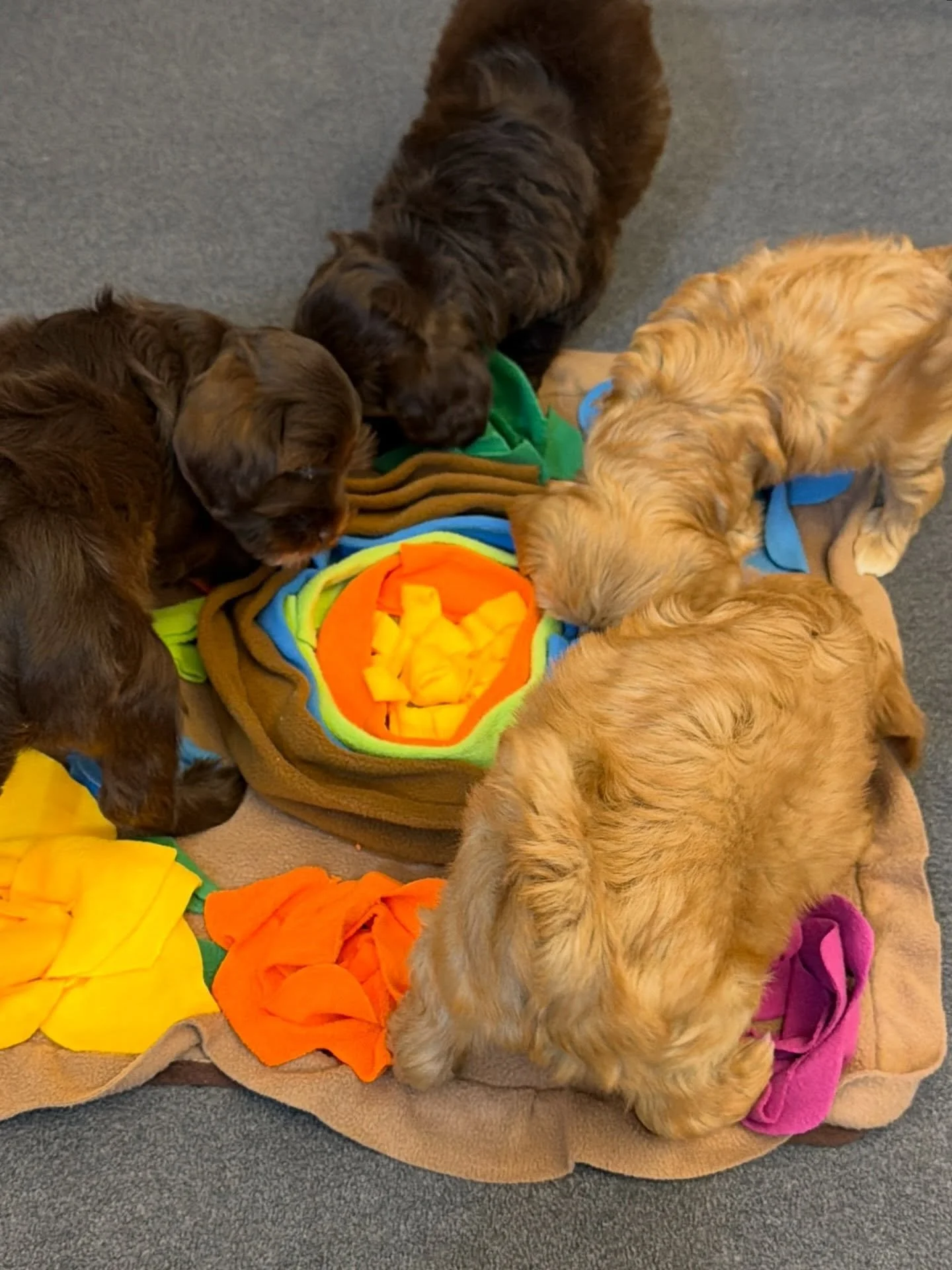 My babies loooove enrichment, especially in the form of nose work and work-to-eat toys. The 🛷🩵 #SHDFreezinSeason puppies greatly enjoyed this snuffle mat. I stuffed it with tiny tasty treats and the pups had to sniff them out. A successful activity