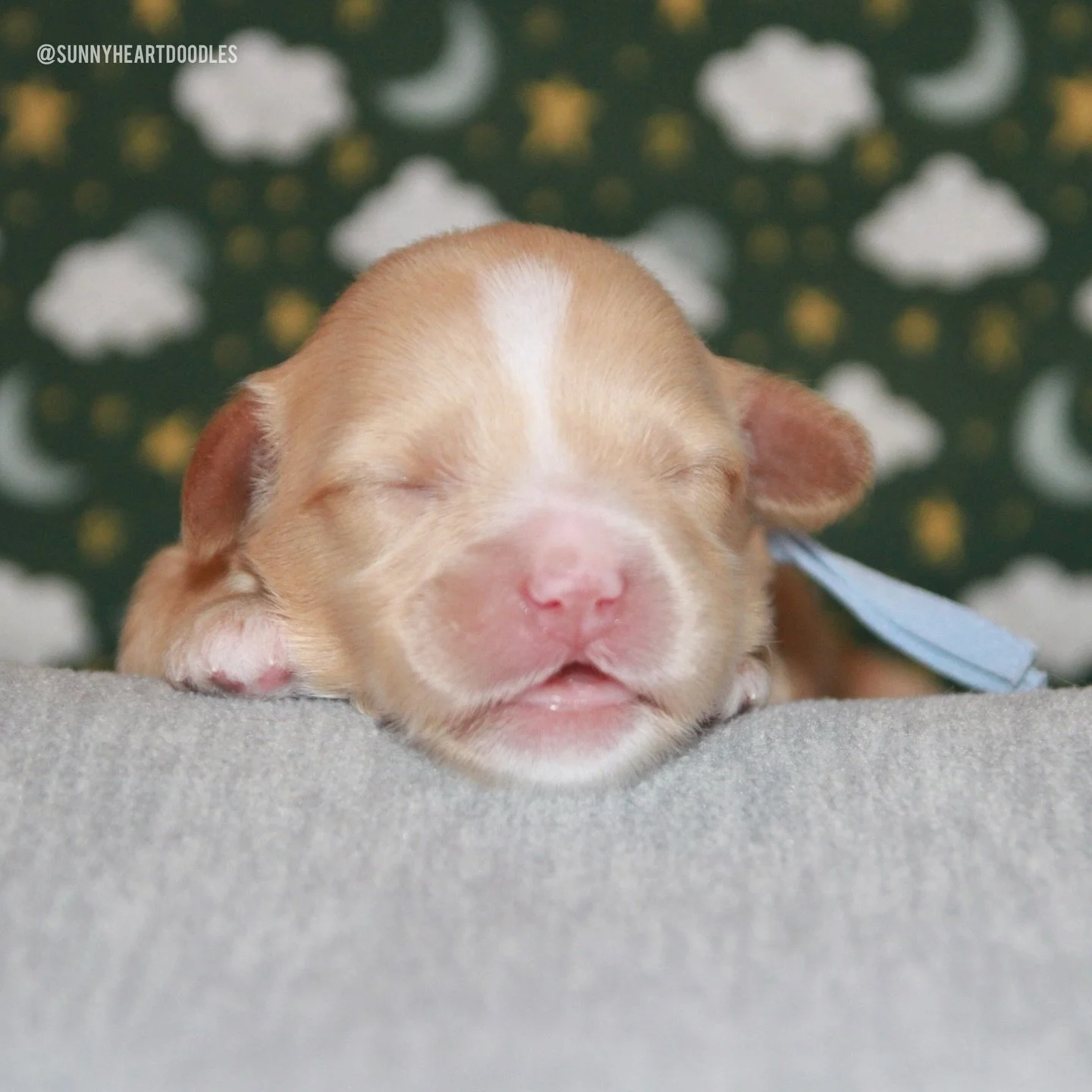 Our 🐻❤️ #SHDUnBEARablyCute bear cubs are 1 week old and they&rsquo;re so sweet! They&rsquo;ve had their first nail trimmings and they&rsquo;re well into their Early Neurological Stimulation (ENS) exercises. All three pups have also TRIPLED their bir