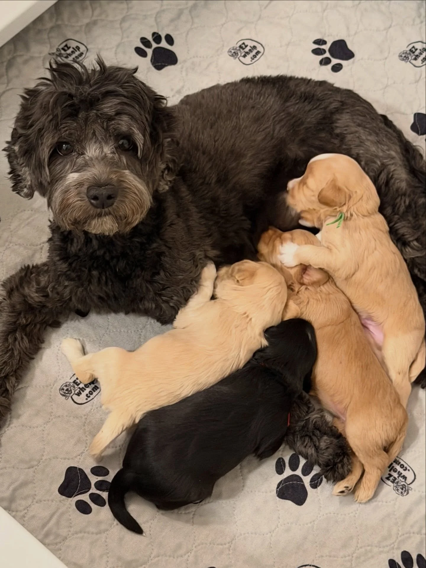 There&rsquo;s nowhere mama Una would rather be than cuddling with her ⚾️❤️ #SHDLetsPlayBall babies! ☀️❤️ #sunnyheartdoodles
