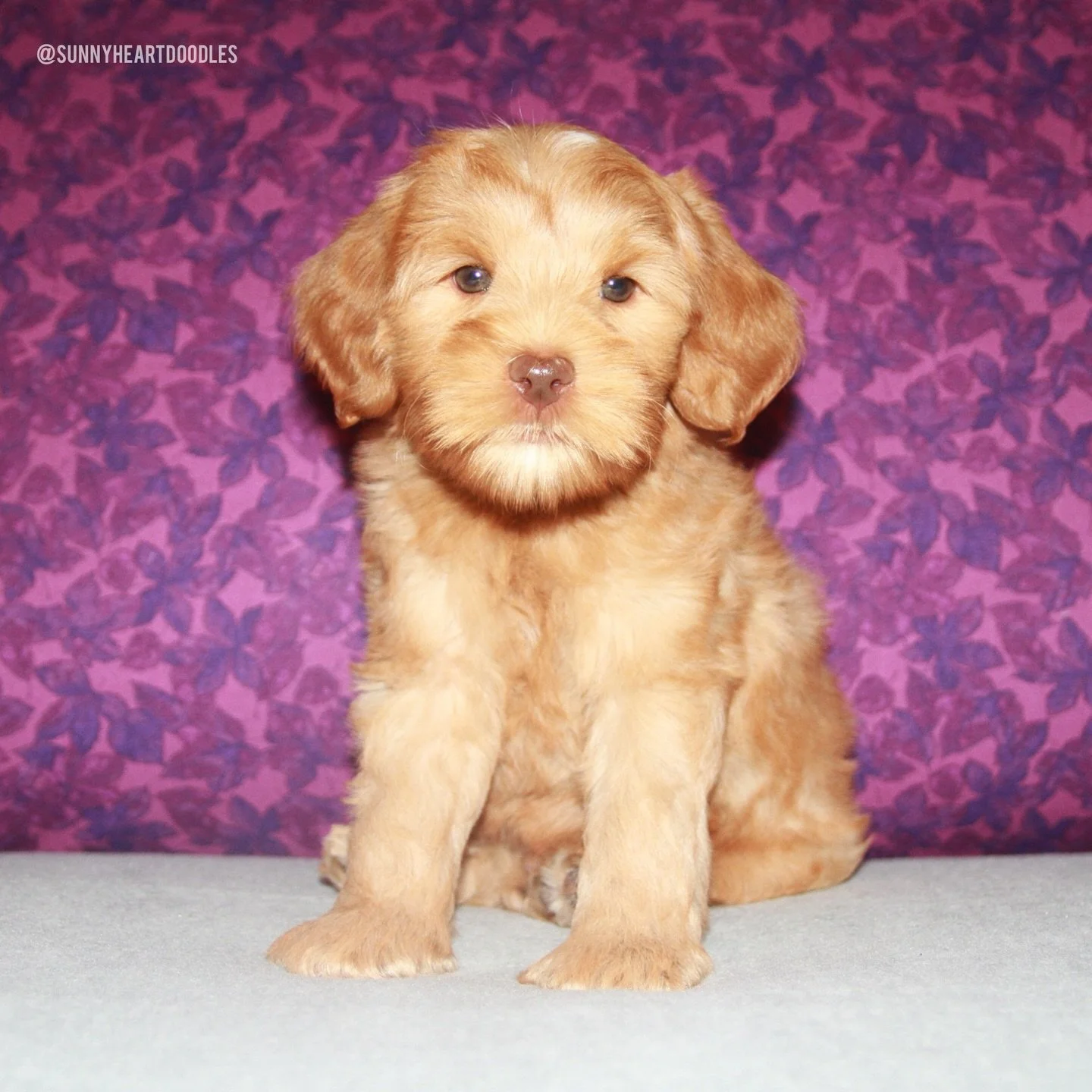 This is the last night that 🛷🩵 #SHDFreezinSeason will be together as a full litter. They&rsquo;re 8 weeks old and it&rsquo;s time to go home!! These past 8 weeks have been filled with so much laughter, fluff, playing and snuggles. Igloo, Mittens, S