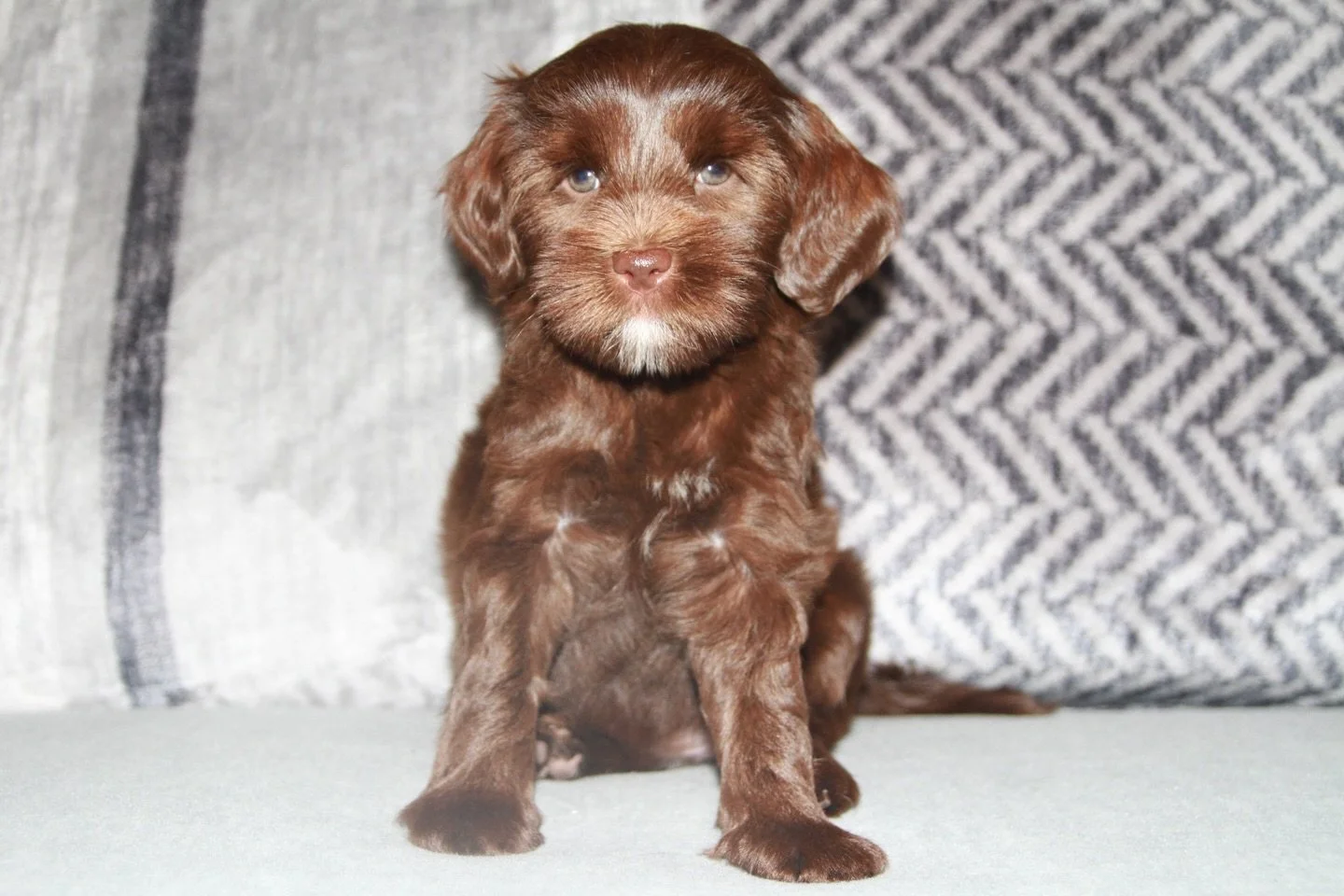 Introducing&hellip; 🥁🥁 Sunny Heart Campbell Lane! Mittens, from our 🛷🩵 #SHDFreezinSeason litter is now Campbell Lane. I chose her first name and her paternal grandma (Gavin&rsquo;s mom) chose her middle name. 🥰 Aside from her first 8 weeks of pu