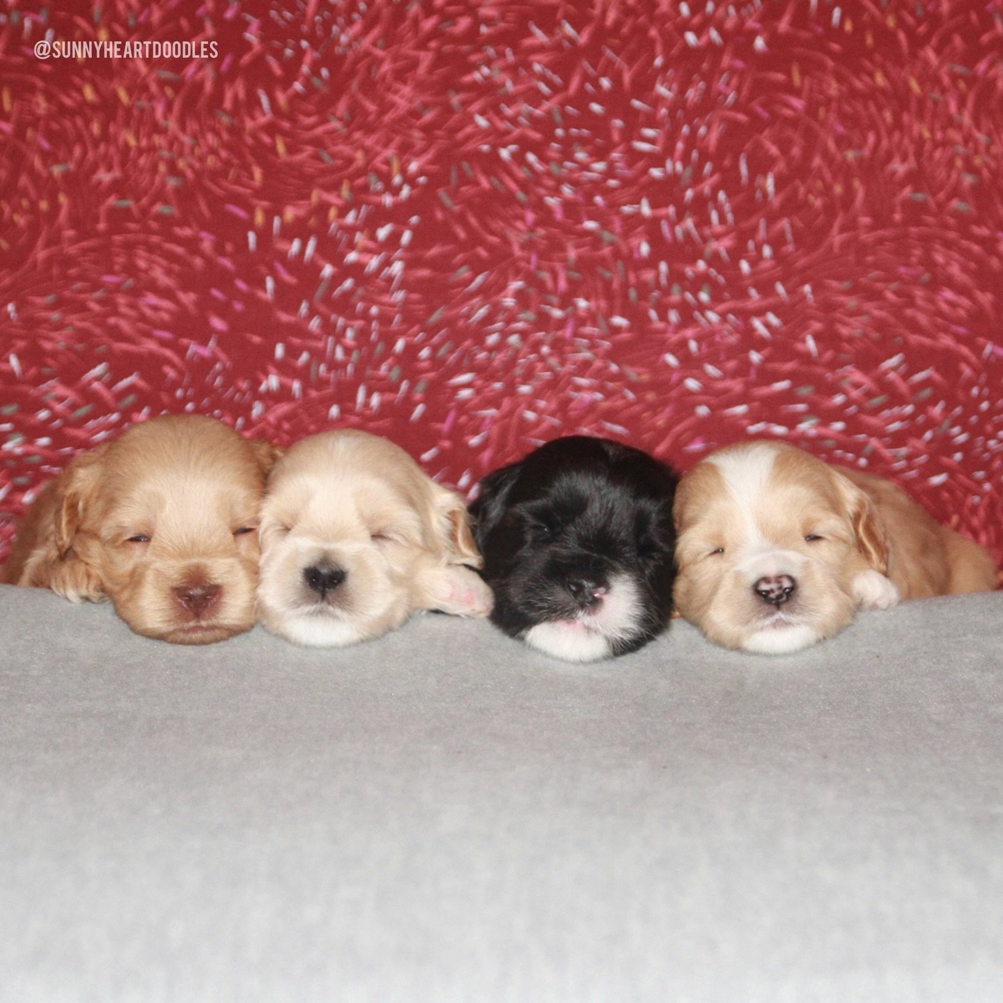 Una and Gavin&rsquo;s 3 week old ⚾️❤️ #SHDLetsPlayBall puppies are getting cuter, goofier and more playful by the day. They&rsquo;re starting to engage with one another and it&rsquo;s absolutely adorable. 🥰 They&rsquo;re also becoming more steady on
