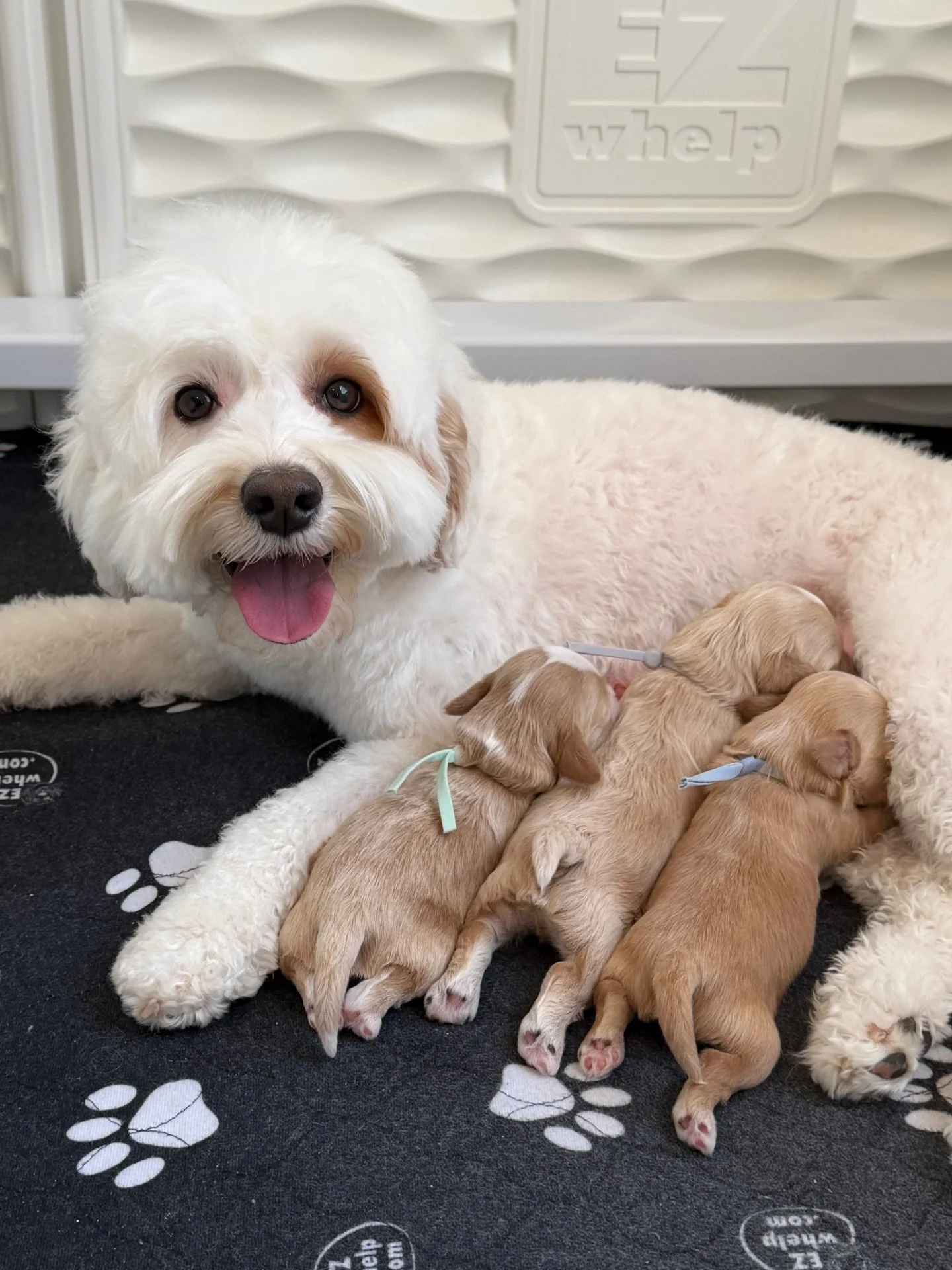 Rellie&rsquo;s 🐻❤️ #SHDUnBEARablyCute babies were sooo tiny just a few days ago. Now?&hellip;they&rsquo;re hungry, growing potatoes! 🥔 {reserve your Rellie/Gavin pup here: https://www.sunnyheartdoodles.com/get-started} ☀️❤️ #sunnyheartdoodles
