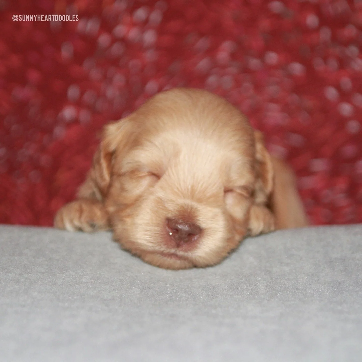 I&rsquo;m so proud of these 3 week olds! 🤗 Our ⚾️❤️ #SHDLetsPlayBall puppies are becoming teenagers before my very eyes! They&rsquo;re LOVING their first non-mama meals, pretty much diving right in to the formula/puppy mousse mixture. 🍽️ This is gr