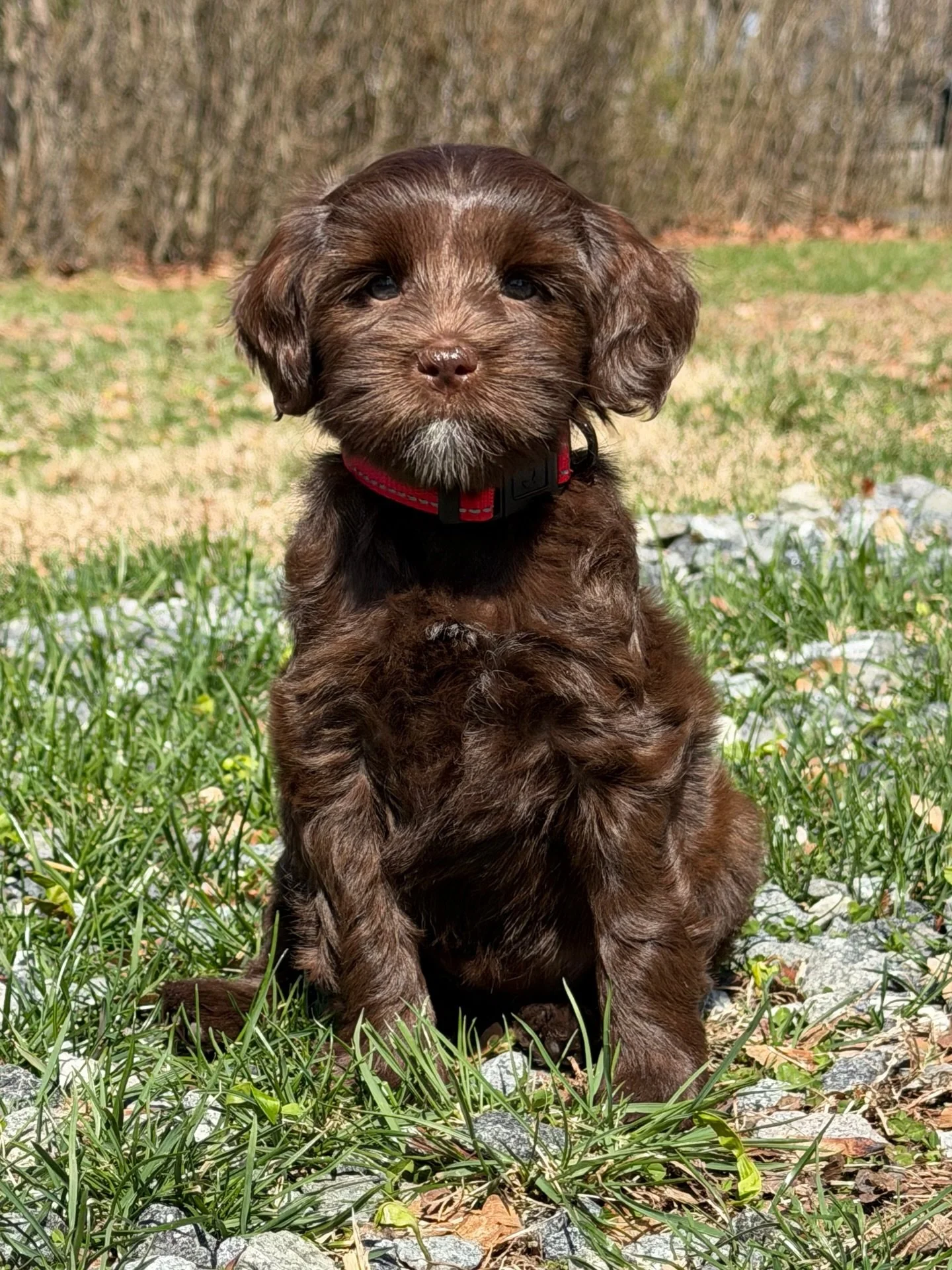 🐾 Guardian Home Opportunity! 🐾 

This baby girl is so stunning&hellip;and her personality is just as beautiful. 🌟 We&rsquo;re seeking the perfect guardian family for Campbell! If the following bullet points describe you, please submit an applicati