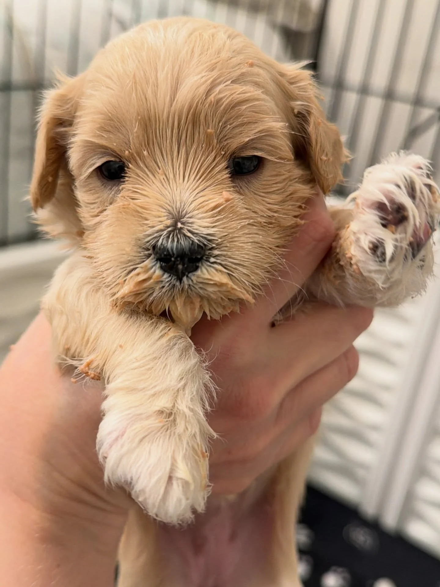 So messy but so much fun! 🍽️🤪 Introducing puppies to their first non-mama meals can be an amusing disaster! Diamond, Slugger, Strike and Umpire (📸 order of photos) from our ⚾️❤️ #SHDLetsPlayBall litter are having the best time exploring eating ind