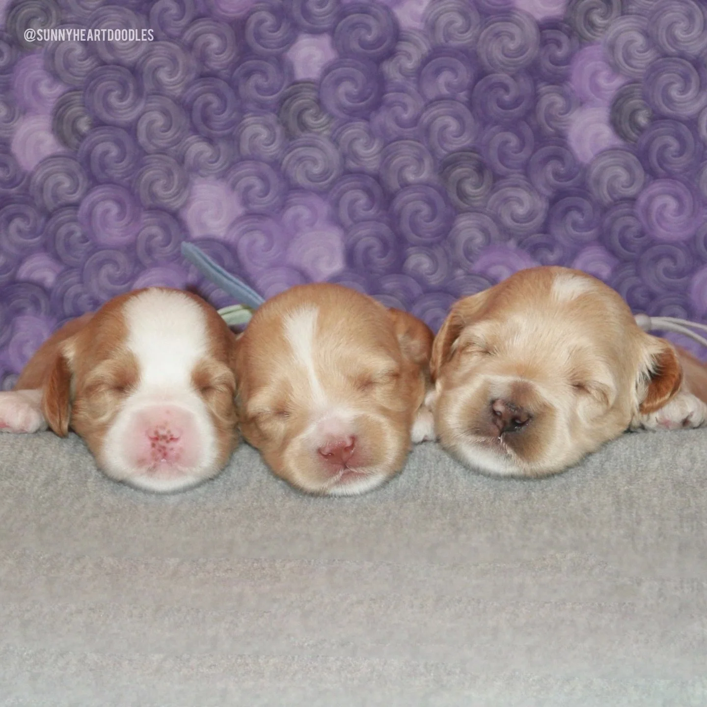 How are these baby bear cubs 2 weeks old already?? Rellie and Gavin&rsquo;s 🐻❤️ #SHDUnBEARablyCute puppies are doing so great! They&rsquo;re absolutely in love with their mama and spend most of their time cuddled up with her. 🥰 Their eyes are start