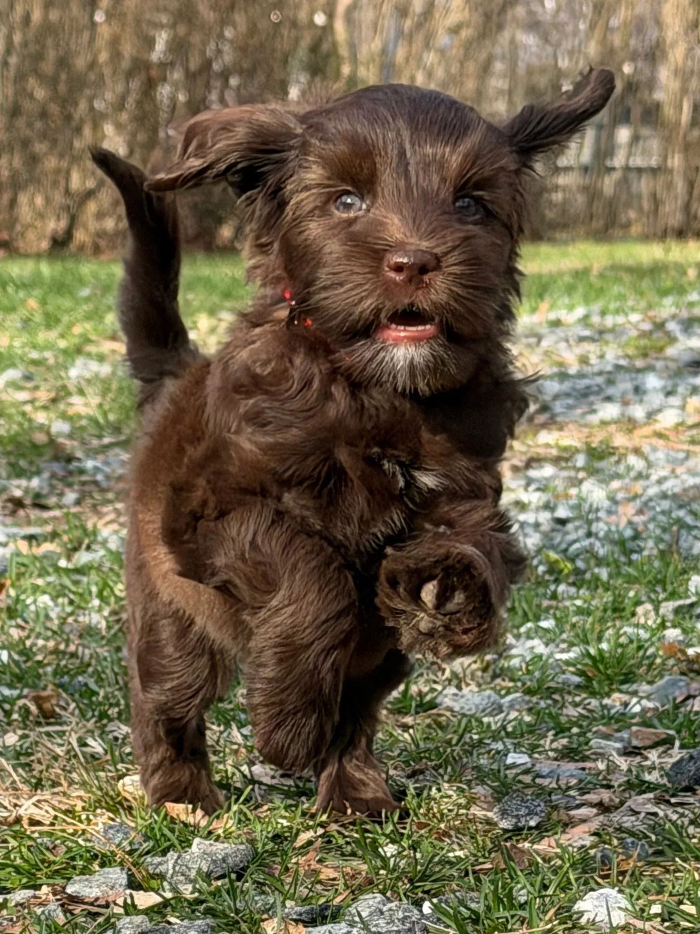 Miss Campbell is registered in Puppy Kindergarten! 🍎📝 Parent orientation is tonight and Campbell&rsquo;s first session is next week! I&rsquo;ve already read the week&rsquo;s lessons in the handbook so I&rsquo;ll be prepping Cami this week, teaching