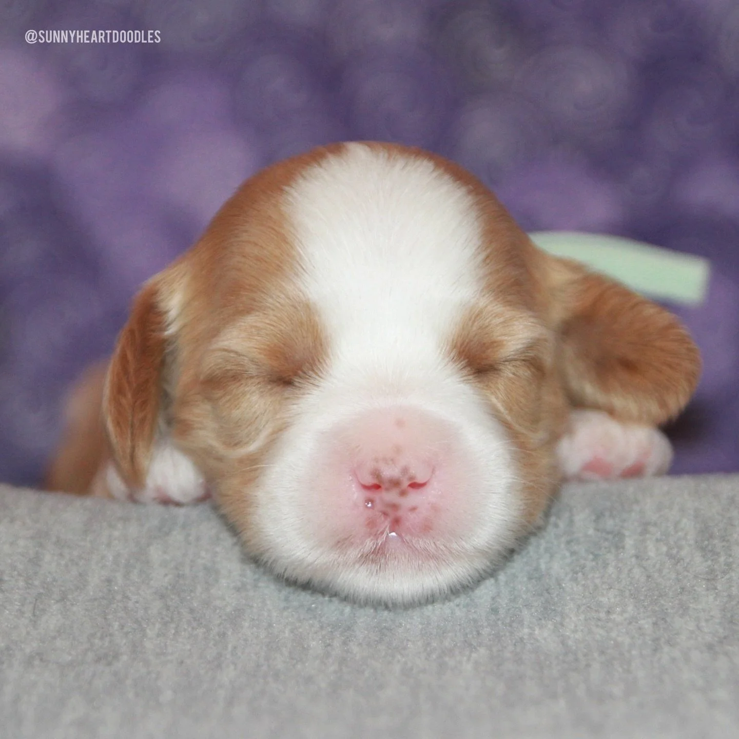 The sweetness is off the charts! 📈 Panda, Polar and Grizzly (📸 order of photos featured) are 2 weeks old and they&rsquo;re doing beautifully! They&rsquo;re starting to toddle and their little wobbles are absolutely adorable! 😍 They have just one d