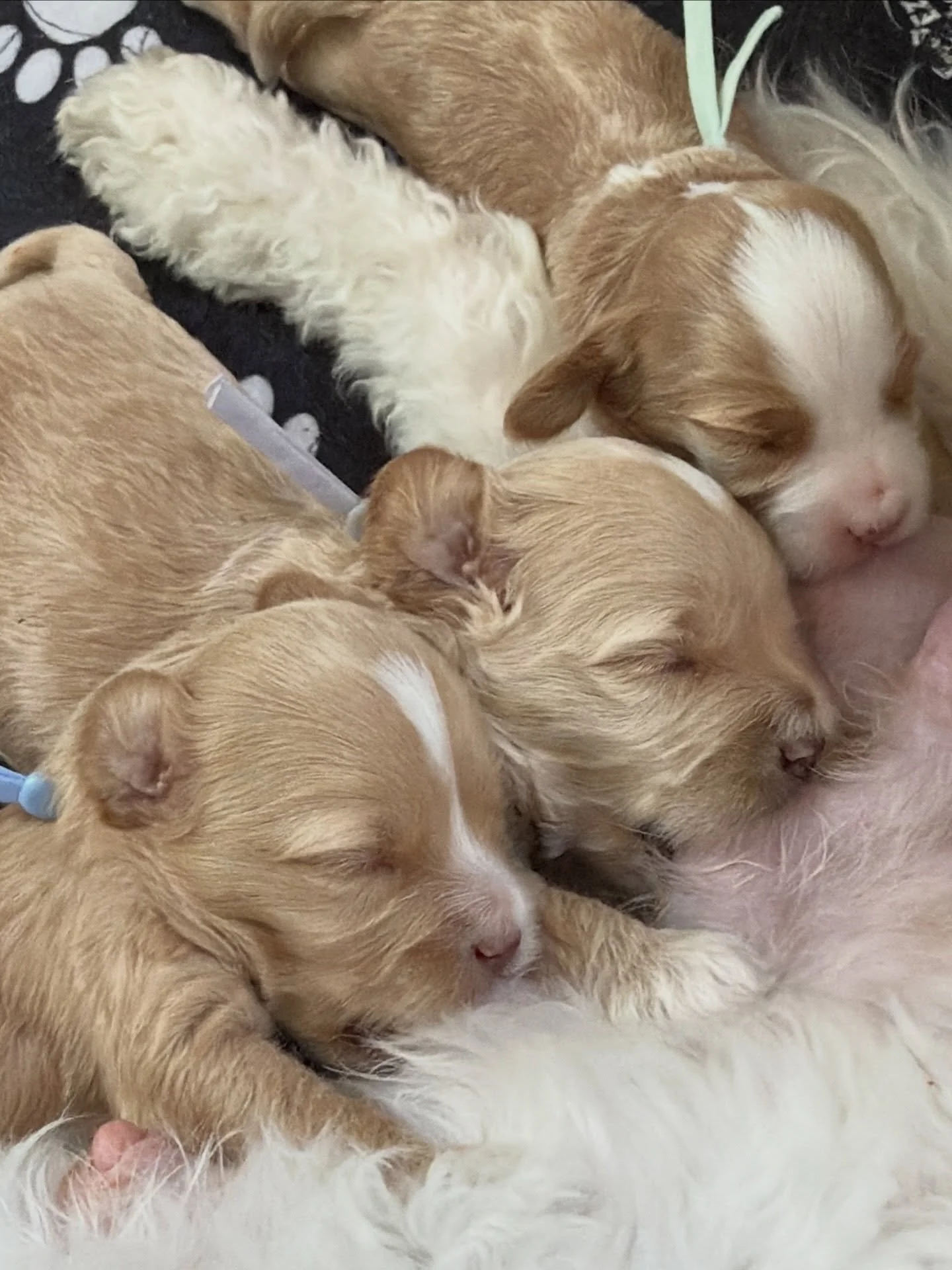 I love watching these babies grow. At 2.5 weeks old, our 🐻❤️ #SHDUnBEARablyCute puppies are changing so much each day. Mama Rellie is sooo sweet with them, nurturing them along every step of the way. 😍 I&rsquo;m always excited to see them because I