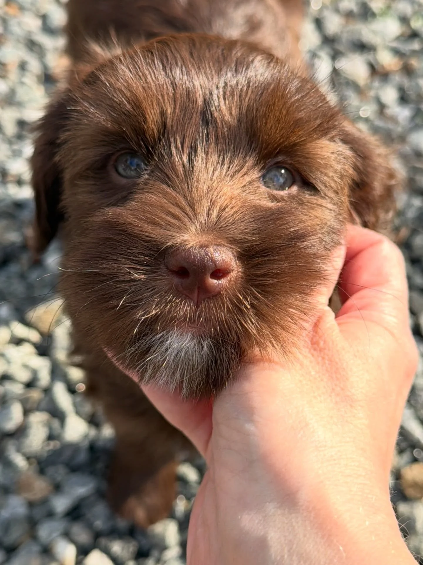 Ahhhhh&hellip;her sweet, soulful eyes! 🥰🥹 {Apply for darling Campbell here: https://www.sunnyheartdoodles.com/guardian-homes} ☀️❤️ #sunnyheartdoodles #shdcampbelllane