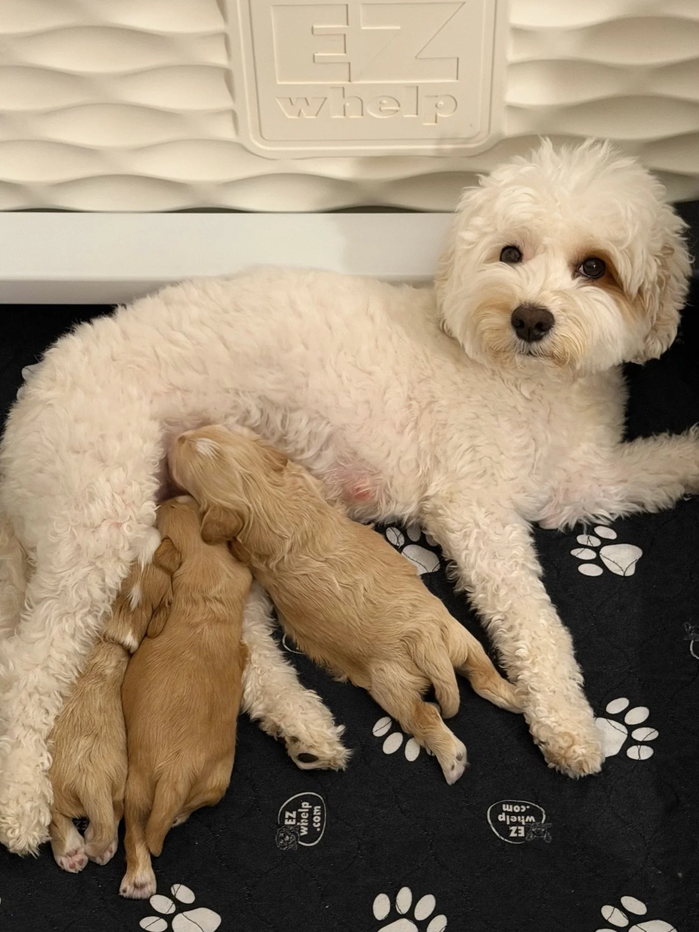 We&rsquo;re still waiting on eyes 👀 to open over here! Will all eyes of the 🐻❤️ #SHDUnBEARablyCute pups be open by the end of the weekend?? ☀️❤️ #sunnyheartdoodles