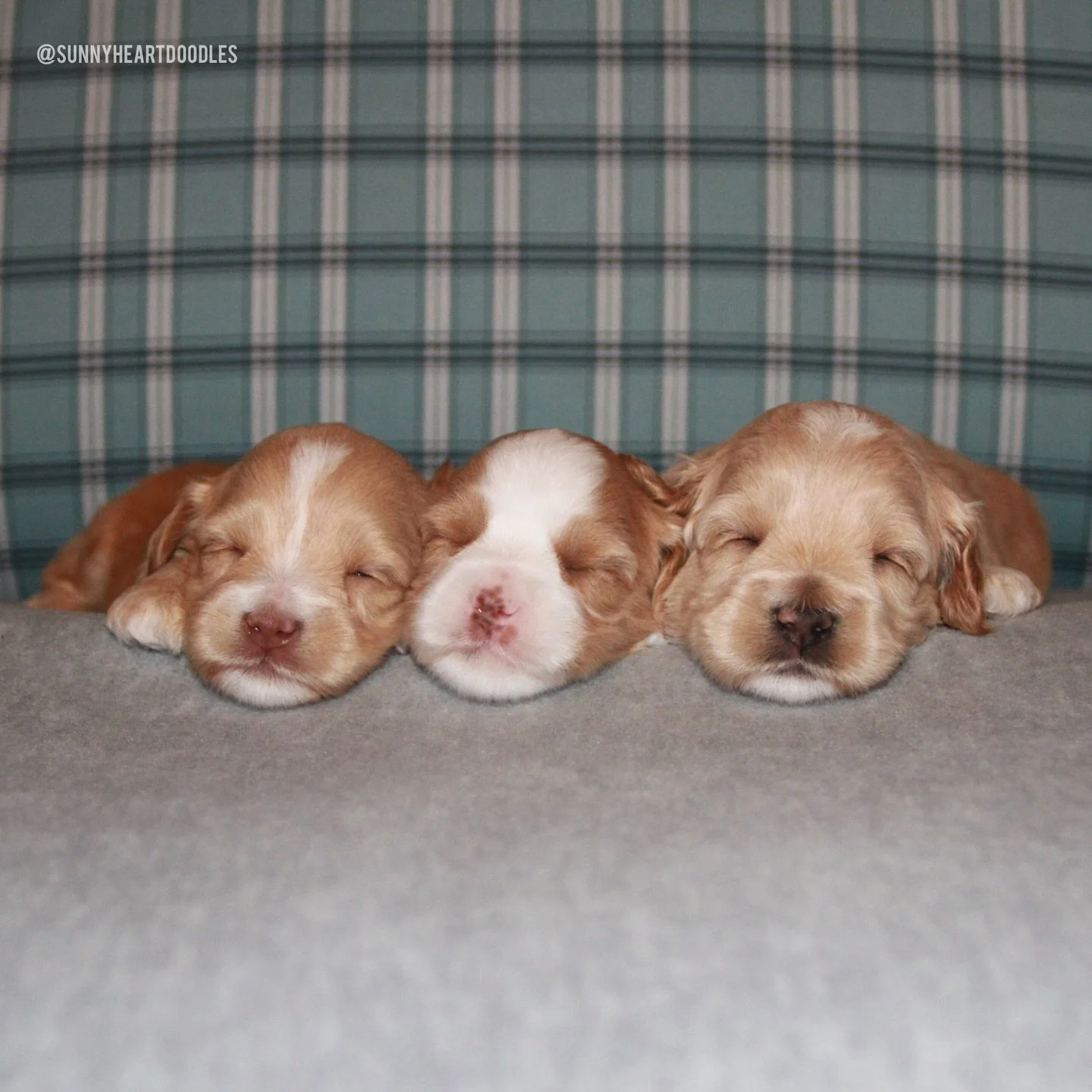 We&rsquo;ve entered potato status! 🥔 When Rellie&rsquo;s pups were born, they were tiny little beans. 🫘 I&rsquo;m so pleased that now, at 3 weeks old, our 🐻❤️ #SHDUnBEARablyCute puppies are officially potatoes. They&rsquo;re blonde and round&helli