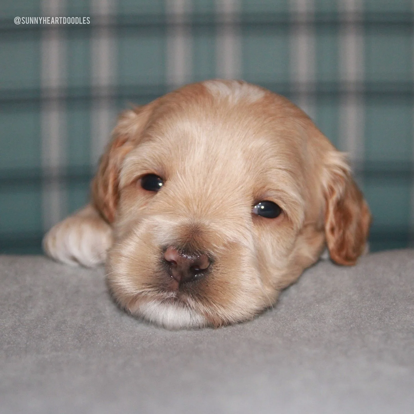 The 🐻❤️ #SHDUnBEARablyCute puppies are 3 weeks old and the cuteness level is still rising each day! 🥰 The pups are toddling around and building their leg strength. They&rsquo;re beginning to explore the world around them (even if it&rsquo;s just a 