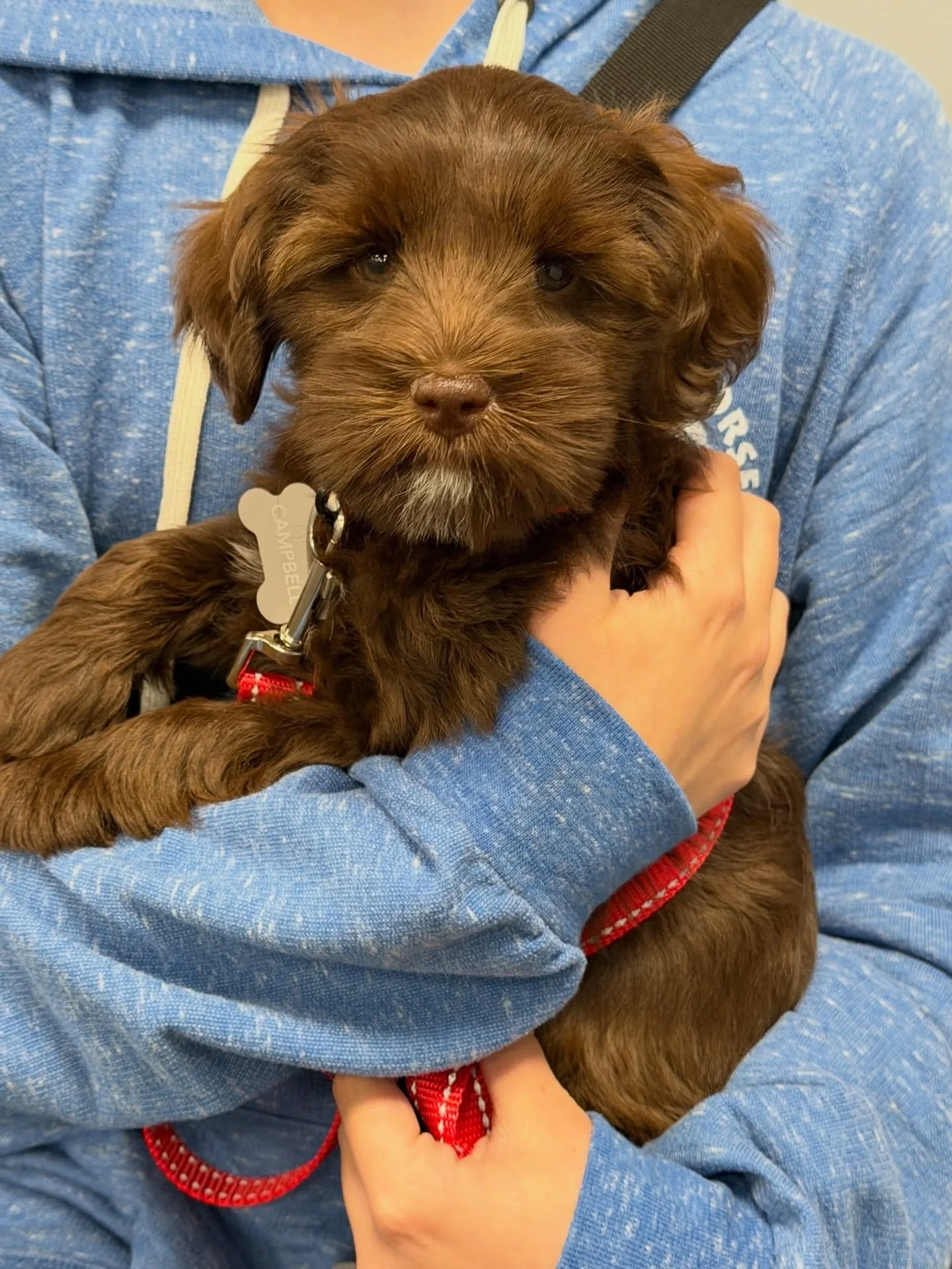 We have a Puppy Kindergarten student (who is AVAILABLE for guardianship in NJ)! 🍎📚 Campbell had her first session of school last night and did so well! She reunited with her sister, Stella (formerly Snow), during the puppy socialization portion of 
