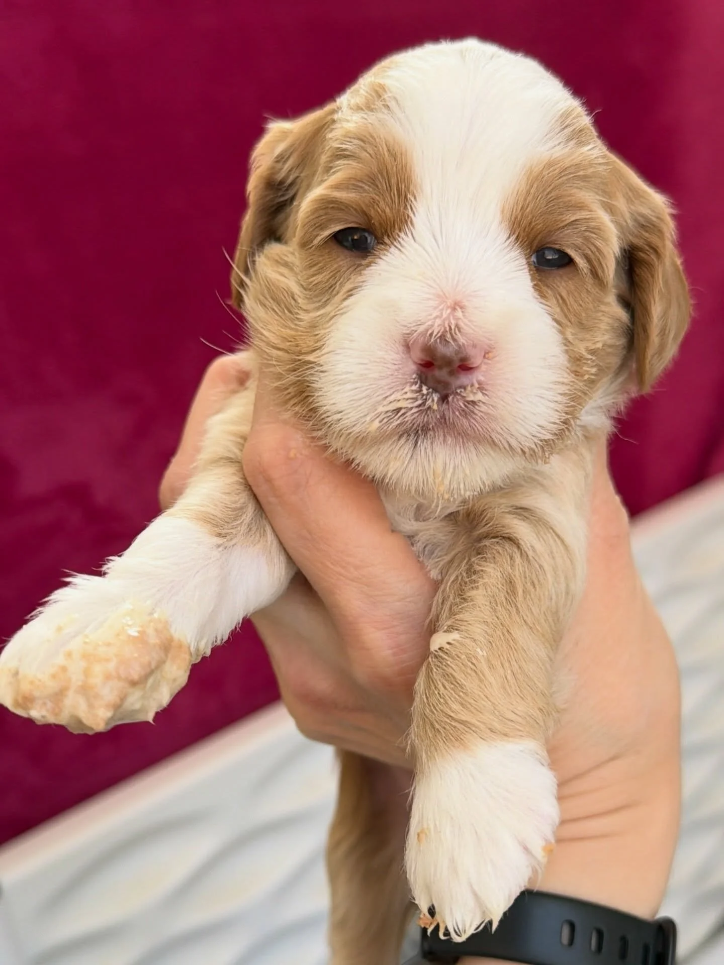 What fun! 😋🍽️ Our 🐻❤️ #SHDUnBEARablyCute puppies had their first non-mama meal today and it was&hellip;truly unBEARably cute! 🥰 Panda, Polar and Grizzly (📸 order of photos) enjoyed lapping the liquid, from both my fingers and the dish, and were 