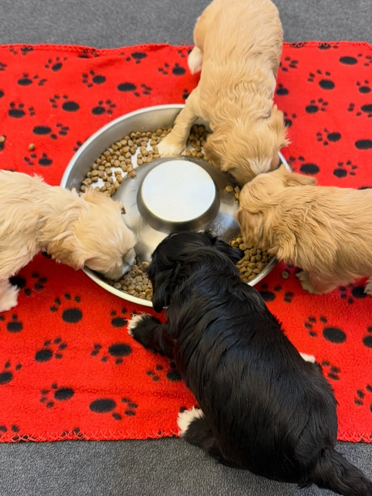 The perfect mealtime puppy pinwheel always makes me happy! 🍽️ {📸 featuring Una and Gavin&rsquo;s ⚾️❤️ #SHDLetsPlayBall litter} ☀️❤️ #sunnyheartdoodles