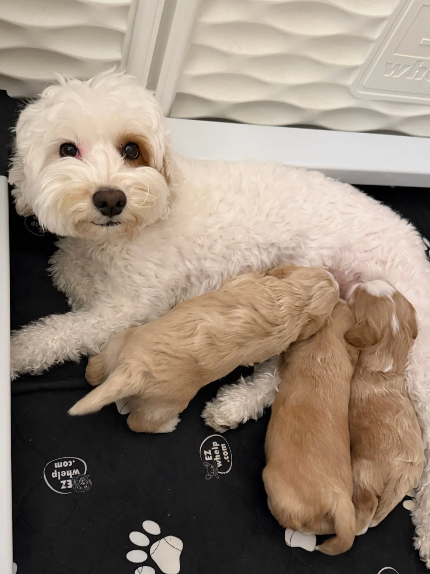 My mamas are the sweetest (and the cutest)! 🥰 {📸 featuring Rellie with her 🐻❤️ #SHDUnBEARablyCute puppies || reserve your spot here: https://www.sunnyheartdoodles.com/get-started} ☀️❤️ #sunnyheartdoodles