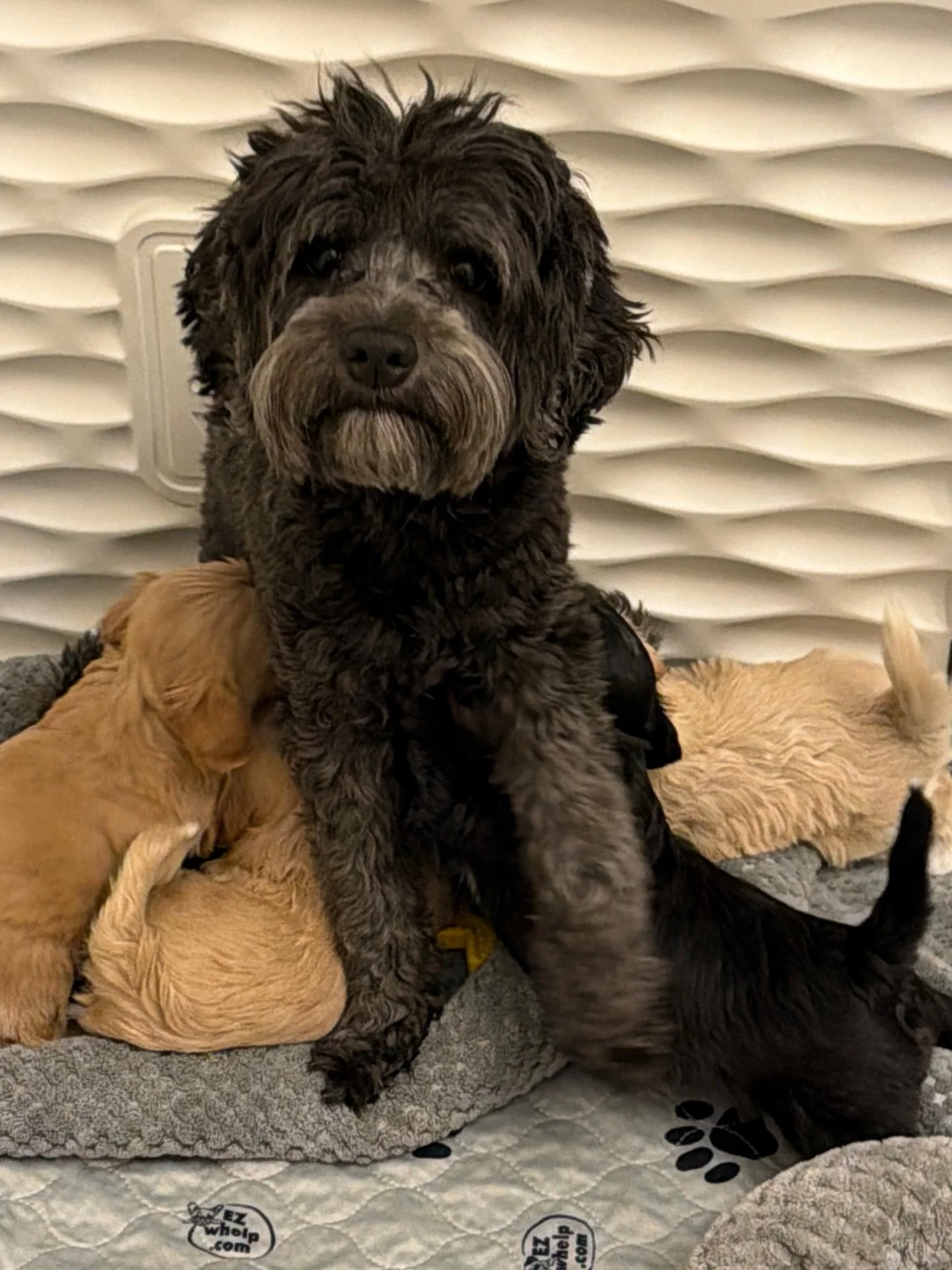 Mama Una is on her way with weaning her final litter, her perfect ⚾️❤️ #SHDLetsPlayBall babies. This is so bittersweet&hellip;my first baby EVER born at SHD is just about at her retirement. 🥹 The love she&rsquo;s putting into these pups, and that sh