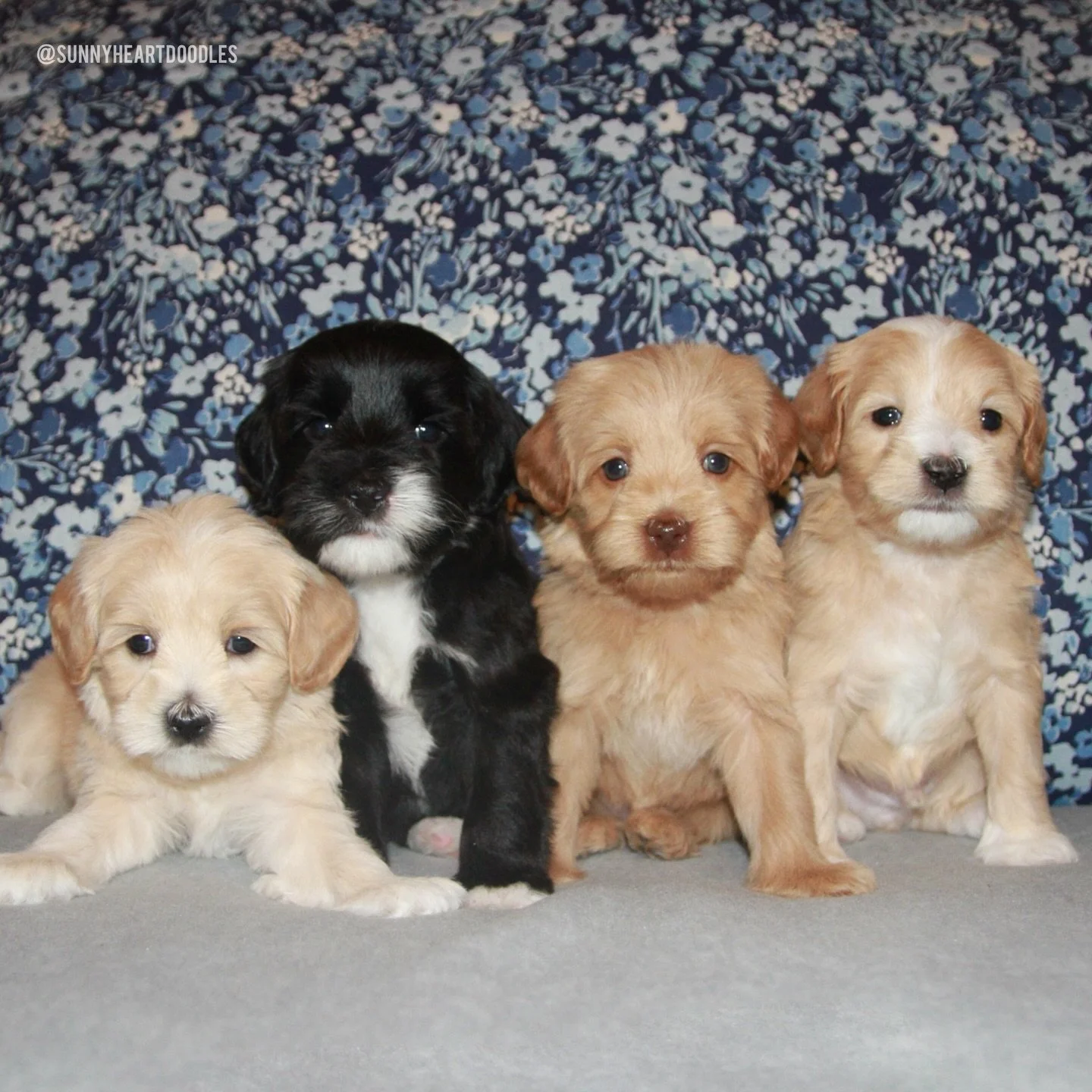 5 weeks old and as darling as can be! Una&rsquo;s ⚾️❤️ #SHDLetsPlayBall litter is hitting home runs with their fun exploration of our puppy-raising items! They&rsquo;re enjoying our musical supplies 🎶🎹 and playing with interactive toys. We&rsquo;re