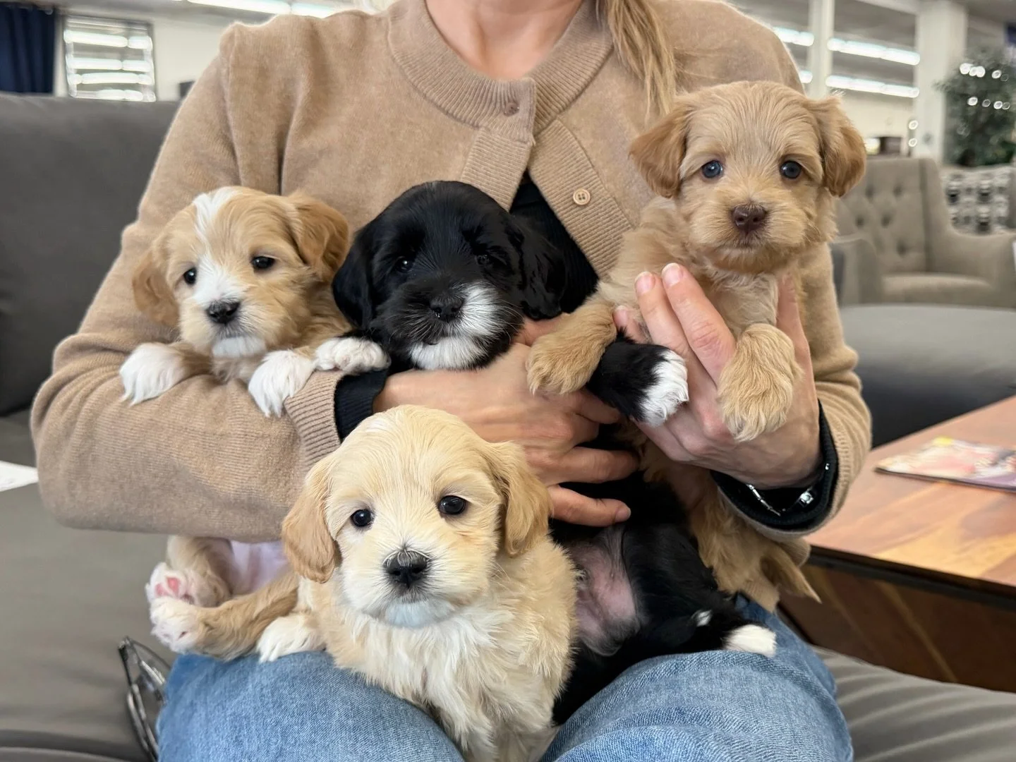 How lucky are our ⚾️❤️ #SHDLetsPlayBall puppies? Today was their first field trip to a local store and they were treated like royalty. The pups made a new friend (who wanted to cuddle all 4 of them at once). 🥰 It was a perfect first off-site sociali