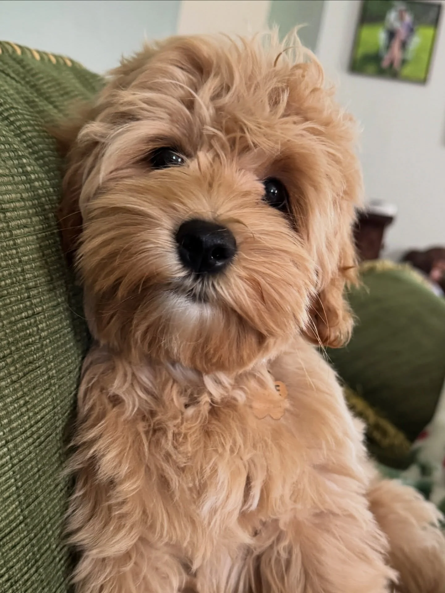 Happy National Pet Day to the ones who make our days brighter, softer, and a whole lot cuter! {📸 featuring Rosie, formerly Periwinkle from our BLUE-tiful litter, whose photos ALWAYS make me smile because they show what an enriching life she has atte