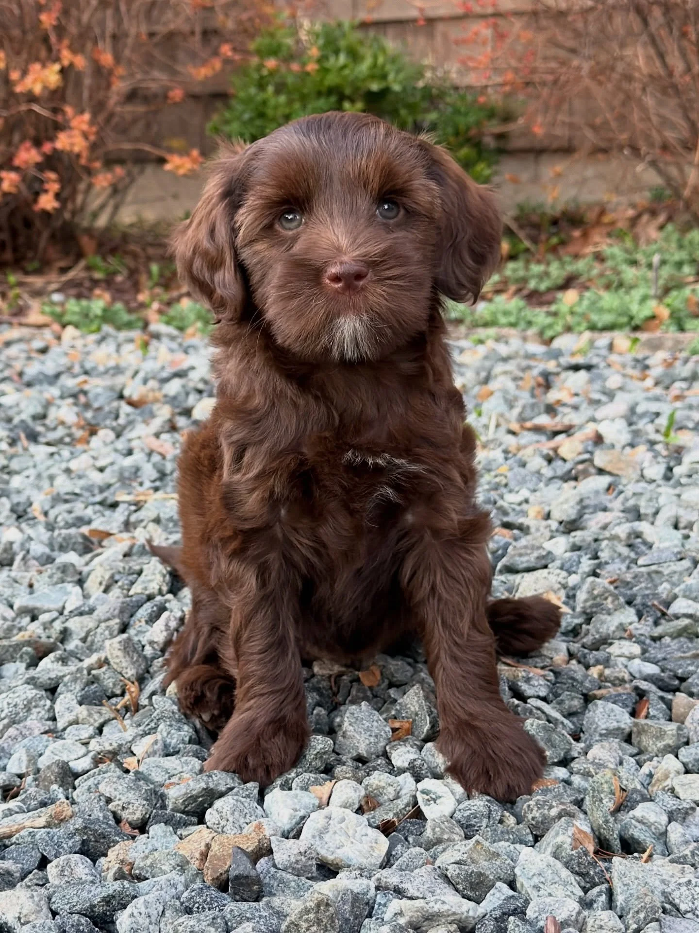 🏡 NJ Guardian Family Opportunity! 🏡

Meet Campbell, a sweet and fun pup with a heart full of love! Expected to grow to approx. 12-18 lbs, Campbell is not only adorable and affectionate but has the potential to be a fantastic mama for our mini Austr