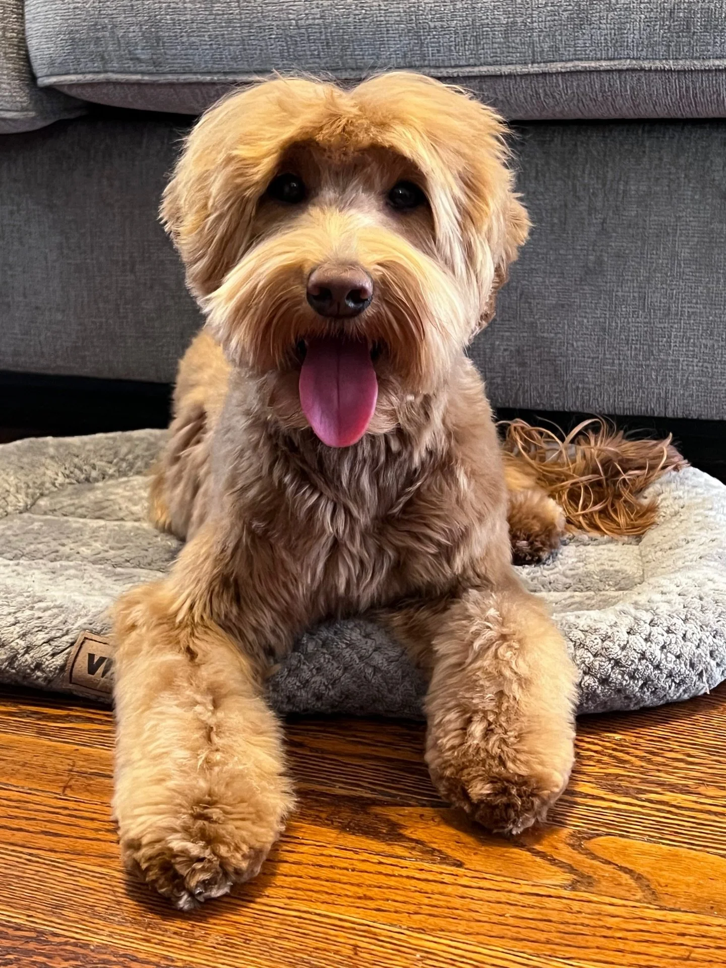 📌 HEAT ANNOUNCEMENT! 📌 The wait is over! Our sweet Rowyn is in heat!! Darling girl waited for her family to return from spring break to start the big event! 😉 In the next week or two, pending progesterone testing to detect ovulation, Rowyn and FRY