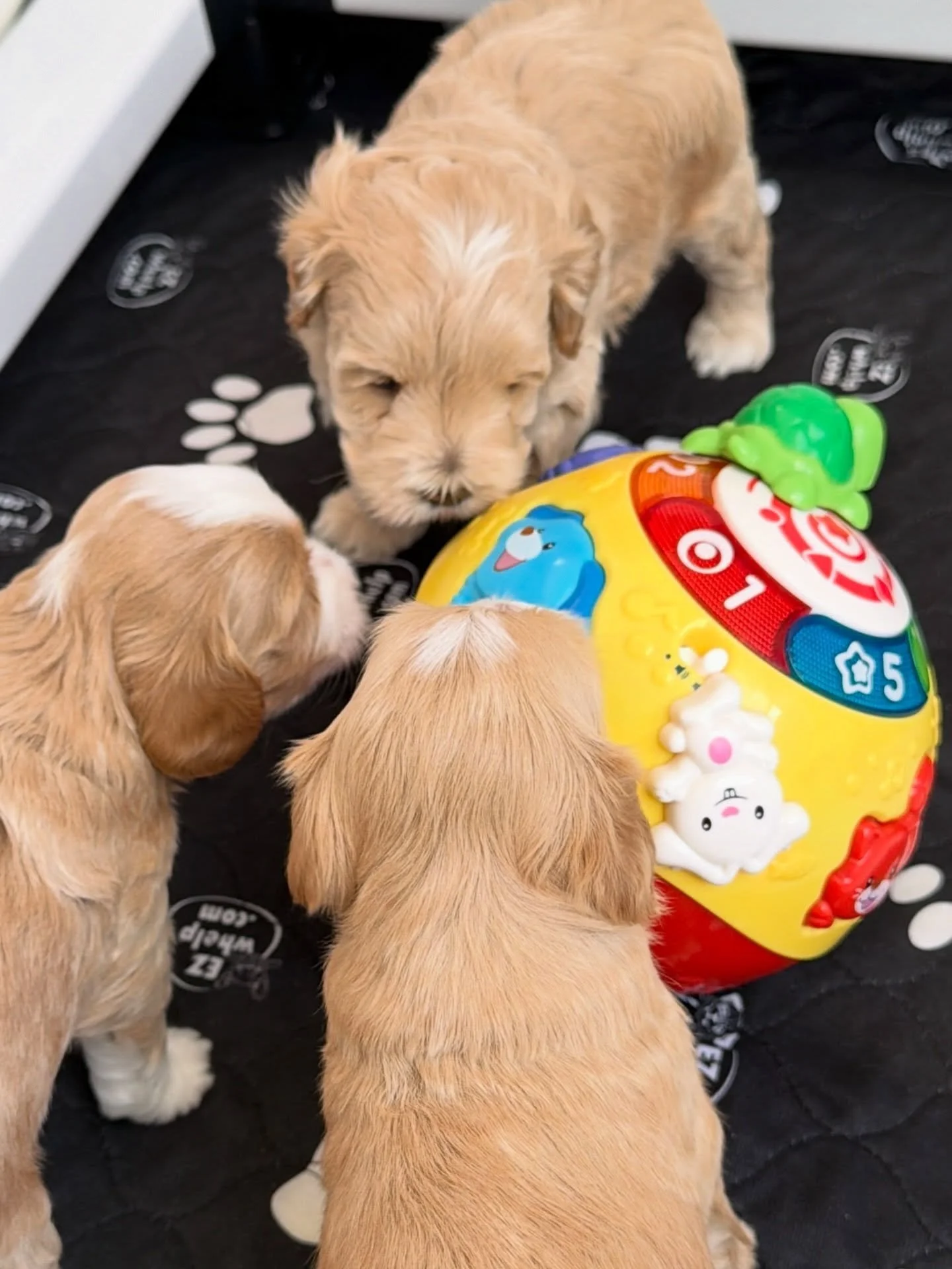 This photo might not look like a big deal but it represents the first time Rellie and Gavin&rsquo;s 🐻❤️ #SHDUnBEARablyCute puppies interacted with a toy that moved, made sound AND blinked flashing lights! The pups were curious and they all engaged w