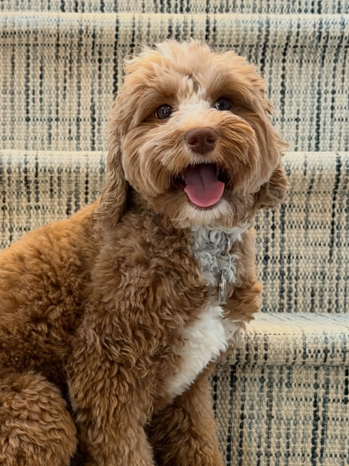 The excitement is building!! I&rsquo;m so excited for Story to have her puppies next month! She and Gavin are both dark caramels&hellip;and their babies will be the same. 🥰 They&rsquo;re going to be gorgeous. Story is from our Letti, who was always 