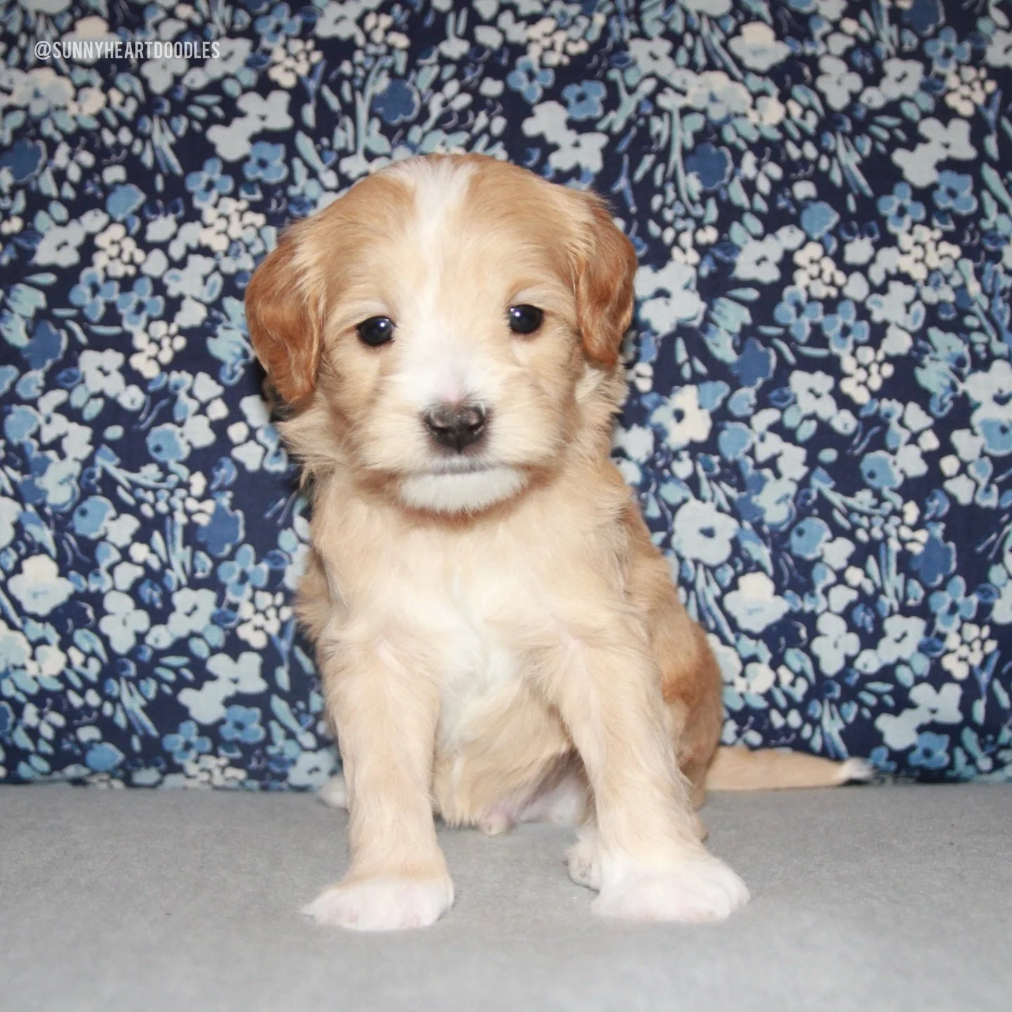 At 5 weeks old, our ⚾️❤️ #SHDLetsPlayBall puppies are seeing more of the world and enjoying the freedom! We started field trips to expose them to new settings and experiences. They have an expanded play space which they are enjoying more and more eac
