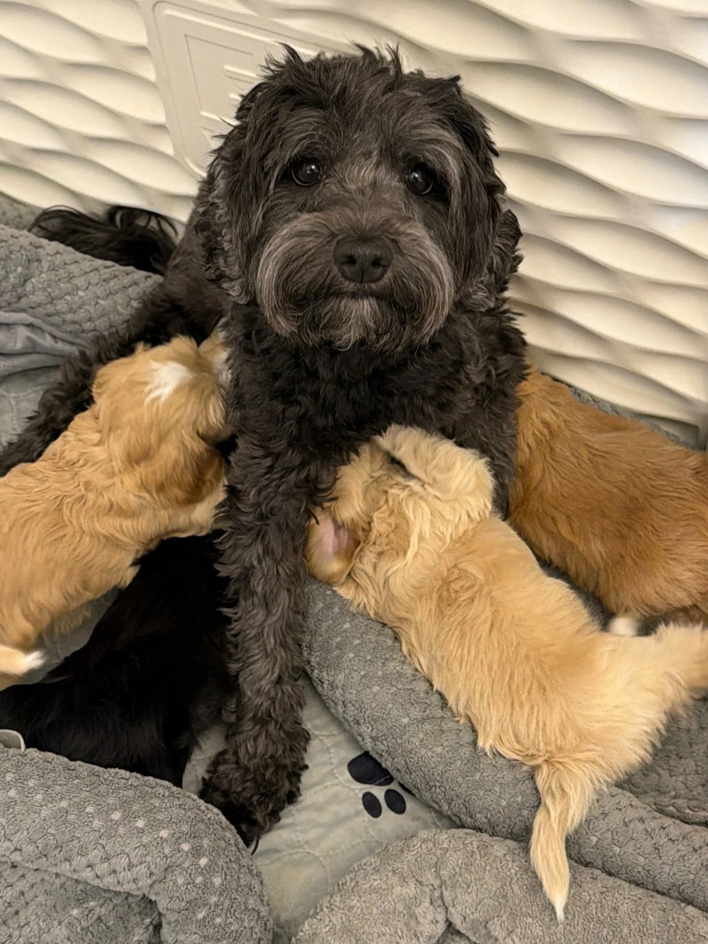 Una&hellip;meaning &ldquo;one&rdquo;&hellip;the very first puppy born at Sunny Heart Doodles. Una&hellip;whose life began in my hands. 🥹 Her retirement litter of puppies is officially weaned! Una completed her final feed EVER last night and I think 