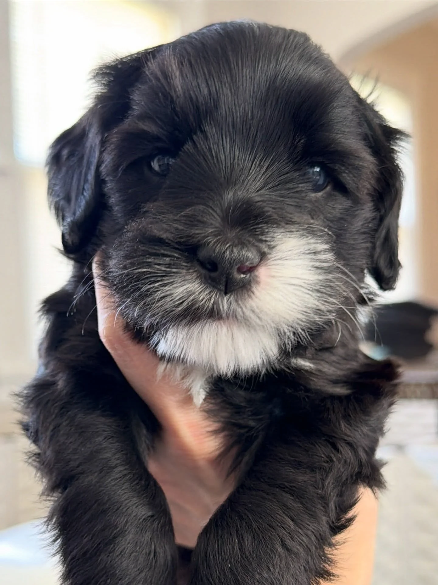 📌 Attn NJ families! 📌

This boy, Umpire from our ⚾️❤️ #SHDLetsPlayBall litter, is our hopeful breeder pick to become a breeding prospect and I&rsquo;m seeking a guardian home for him.

A guardian family provides a loving, permanent forever home 🏡 