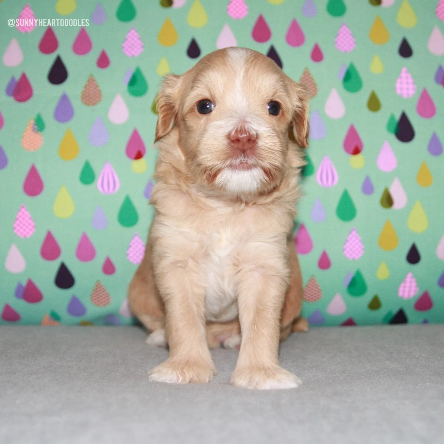 Our 🐻❤️ #SHDUnBEARablyCute 4 week olds are doing great adjusting to the big kid space. Not only do they have more room but they also have larger potty trays. They&rsquo;re doing such a good job targeting the trays already! 🤗 Rellie nursed a few tim