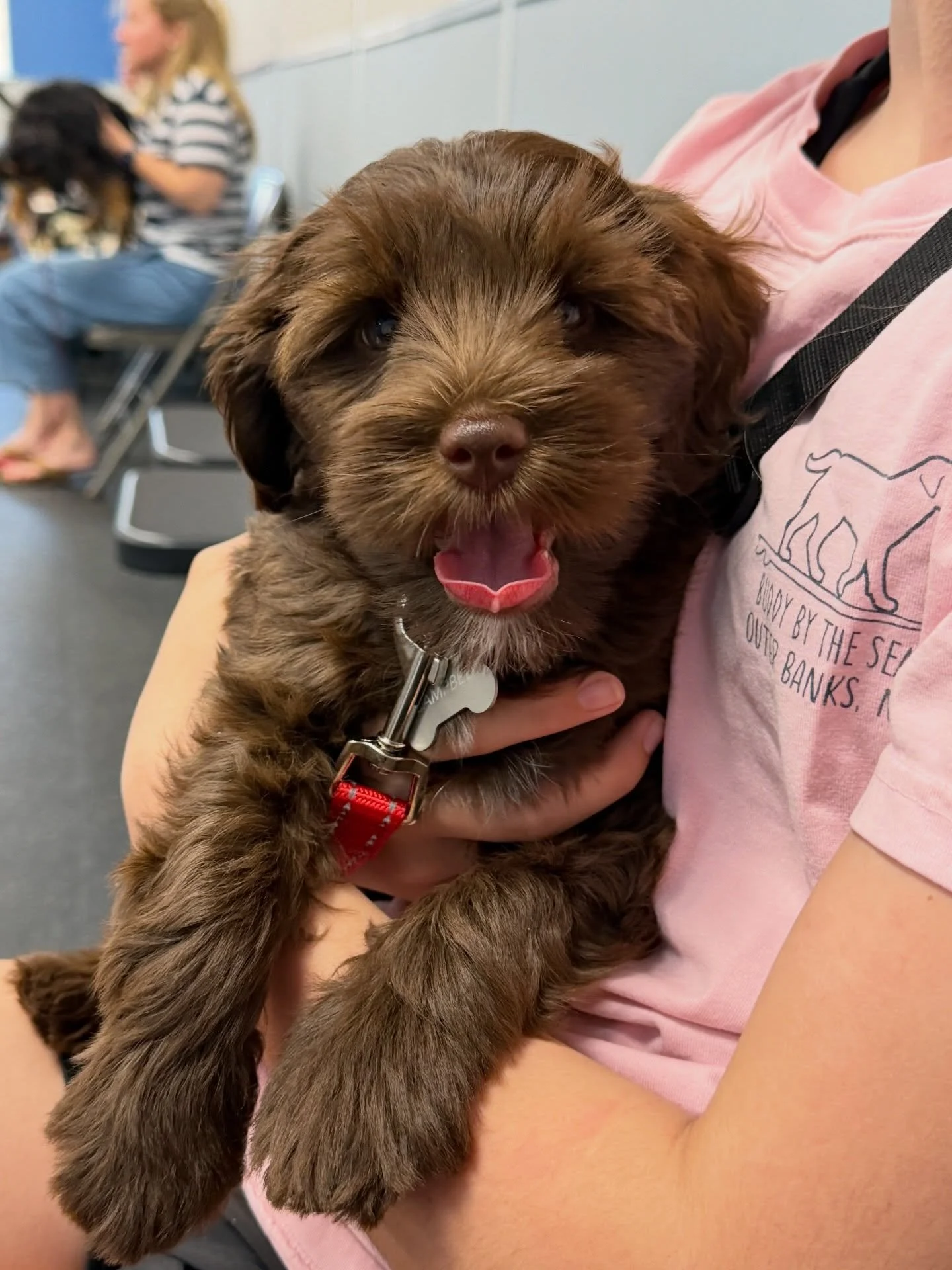Campbell had her second week of Puppy Kindergarten last night. ✏️🍎 My helper comes with us so that Campbell can learn from two handlers instead of one. The pups sit in a &ldquo;cradle and massage&rdquo; during the parts of class when they&rsquo;re n