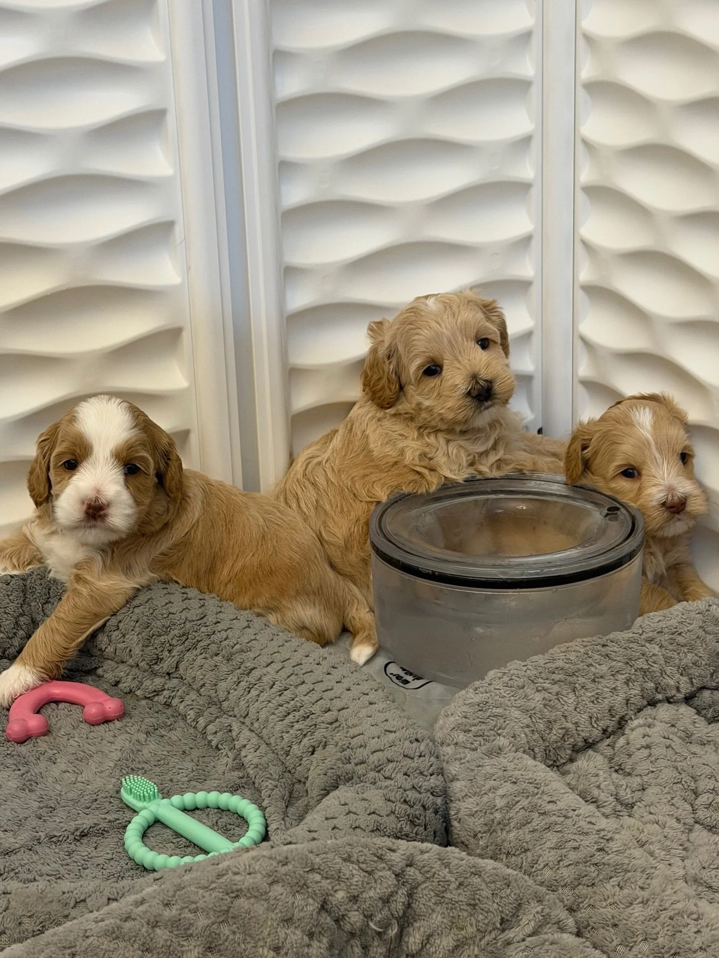 I&rsquo;m so proud of these potatoes! 🥔 They&rsquo;re doing great in their big kid space since graduating from the nursery and they even started exploring the bigger play area. I learn from my pups every single day. When I brought the 🐻❤️ #SHDUnBEA
