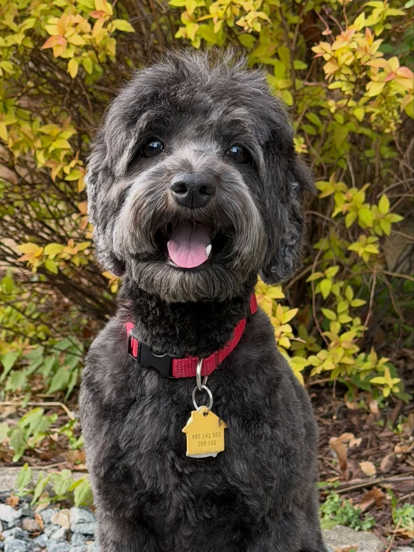 My first baby&hellip;she&rsquo;s back with her family. 🥰 They welcomed her home on Tuesday night and Una is back to belly rubs and cuddles with them! I missed a golden opportunity! How did NOBODY suggest that I should&rsquo;ve used a space theme for