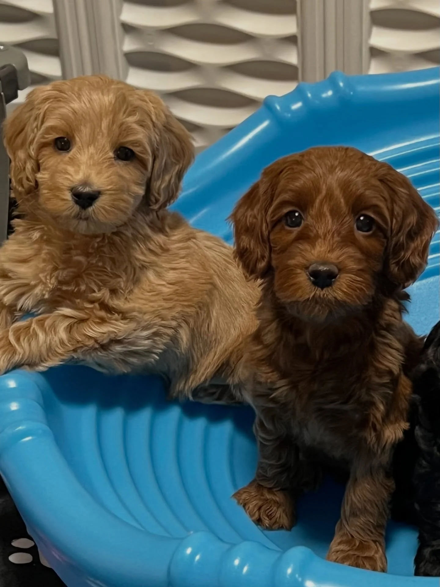 Who remembers these scrumptious cuties?? They&rsquo;re Salsa (now Rowyn) and Tango (now Samba) from our Last Dance litter!  Haven&rsquo;t they grown into the most beauuuutiful girls? Rowyn is in heat and will be having her progesterone test, to detec