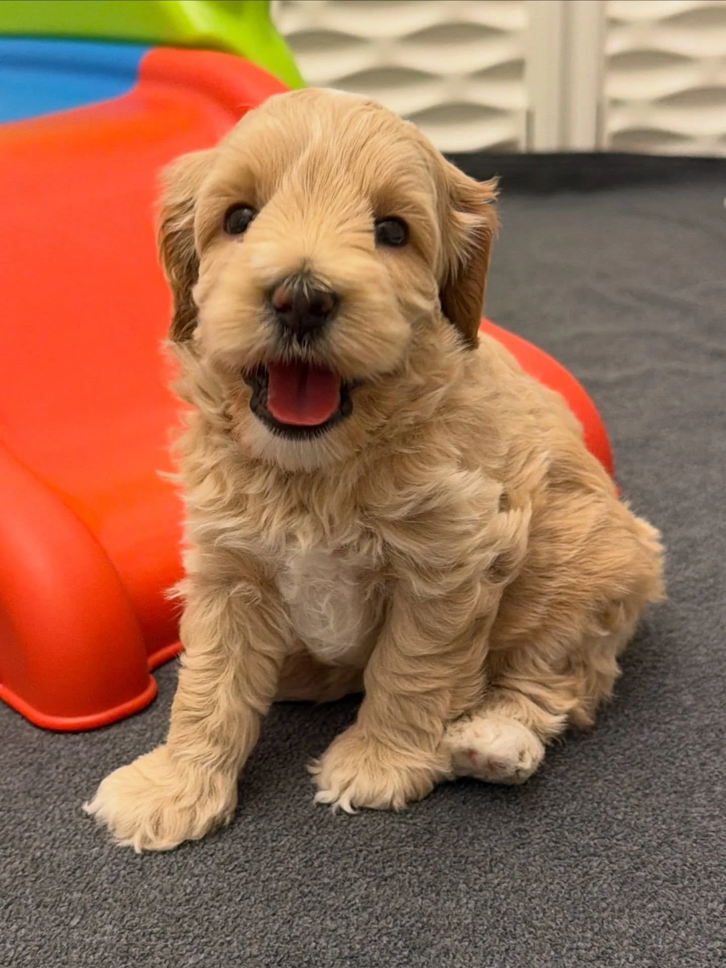 Polar, from our 🐻❤️ #SHDUnBEARablyCute litter, is all smiles as he explores our play area! 🛝 {Visit the litter page and apply for a spot on this litter, going home in MAY, here: https://www.sunnyheartdoodles.com/rellie-and-gavin-march-2026} ☀️❤️ #s