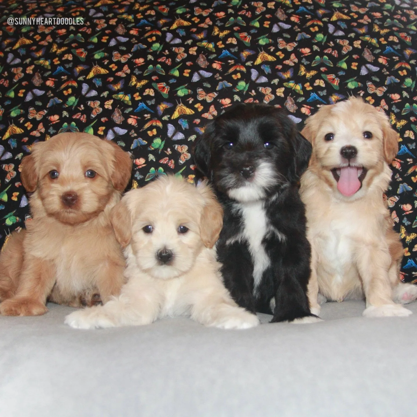 I can&rsquo;t believe our ⚾️❤️ #SHDLetsPlayBall puppies are 6 weeks old! I&rsquo;m going to need these next 2 weeks to sloooooow down. The puppies are enjoying their field trips and interacting during their daily novel activities. I set up their vet 
